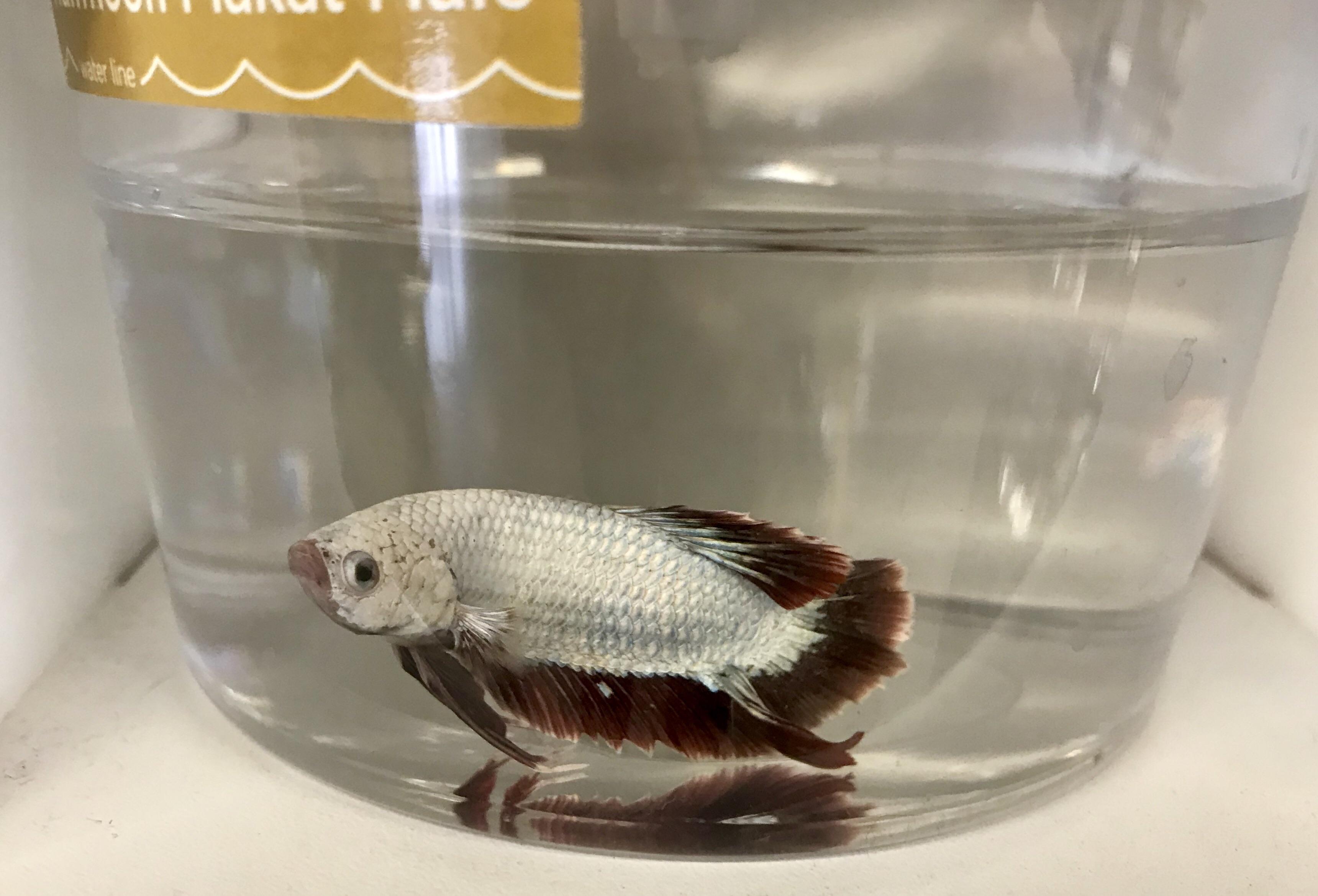 Was so tempted to buy him at Petco. Do you ever think large chain