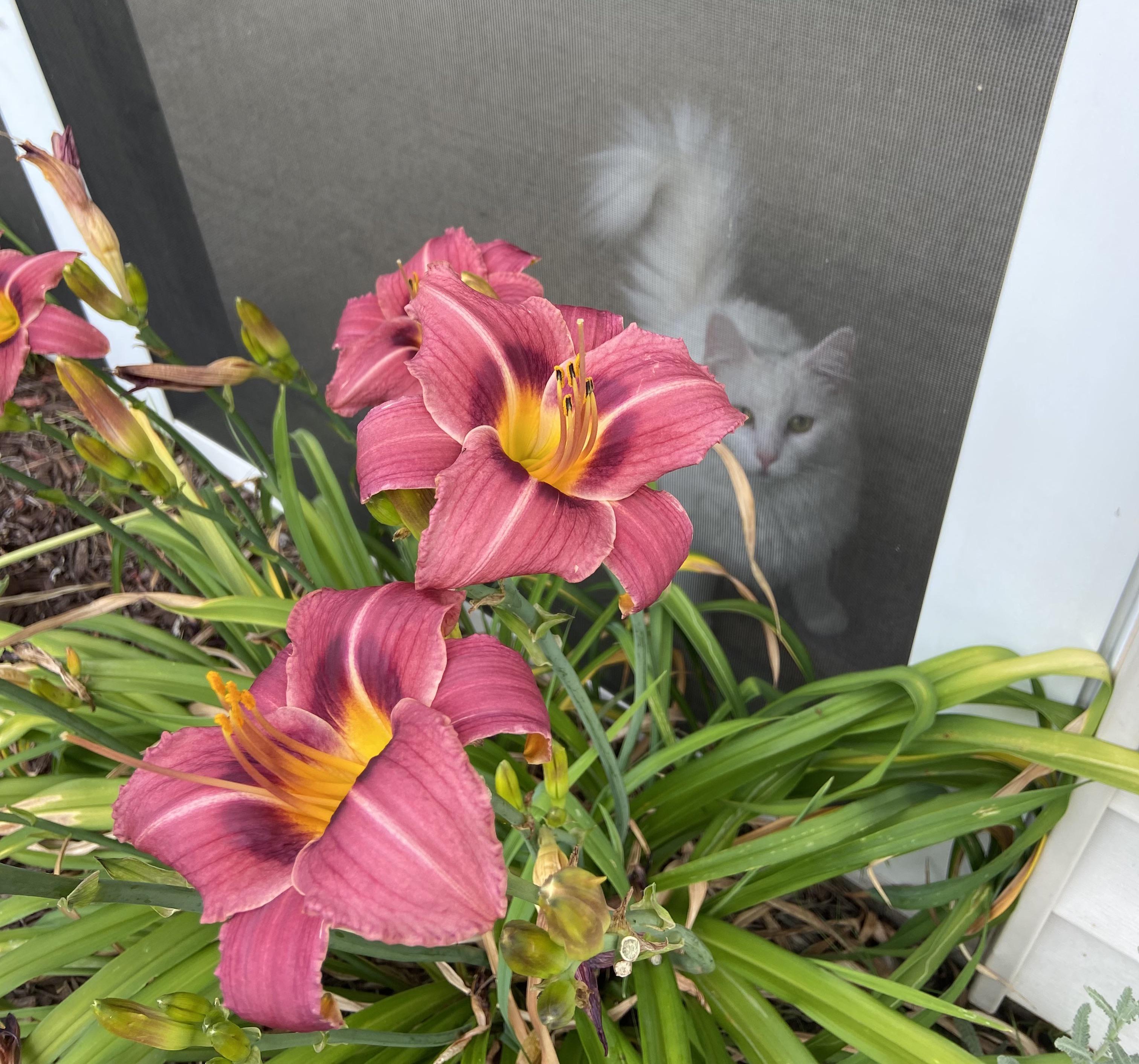 PSA I learned shortly after taking this photo that lilies are so toxic