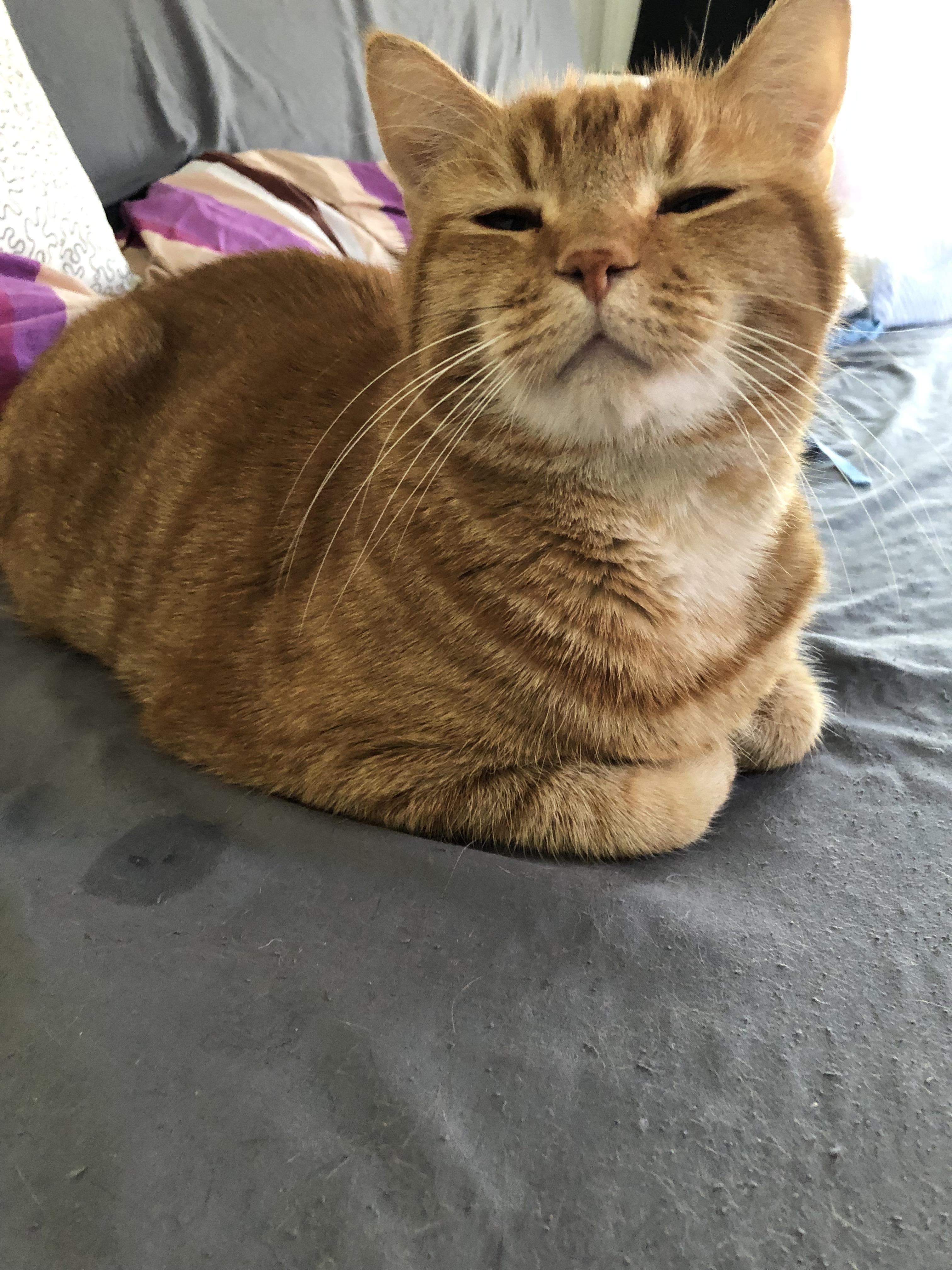 TIL cats can drool while sleeping, too. r/aww