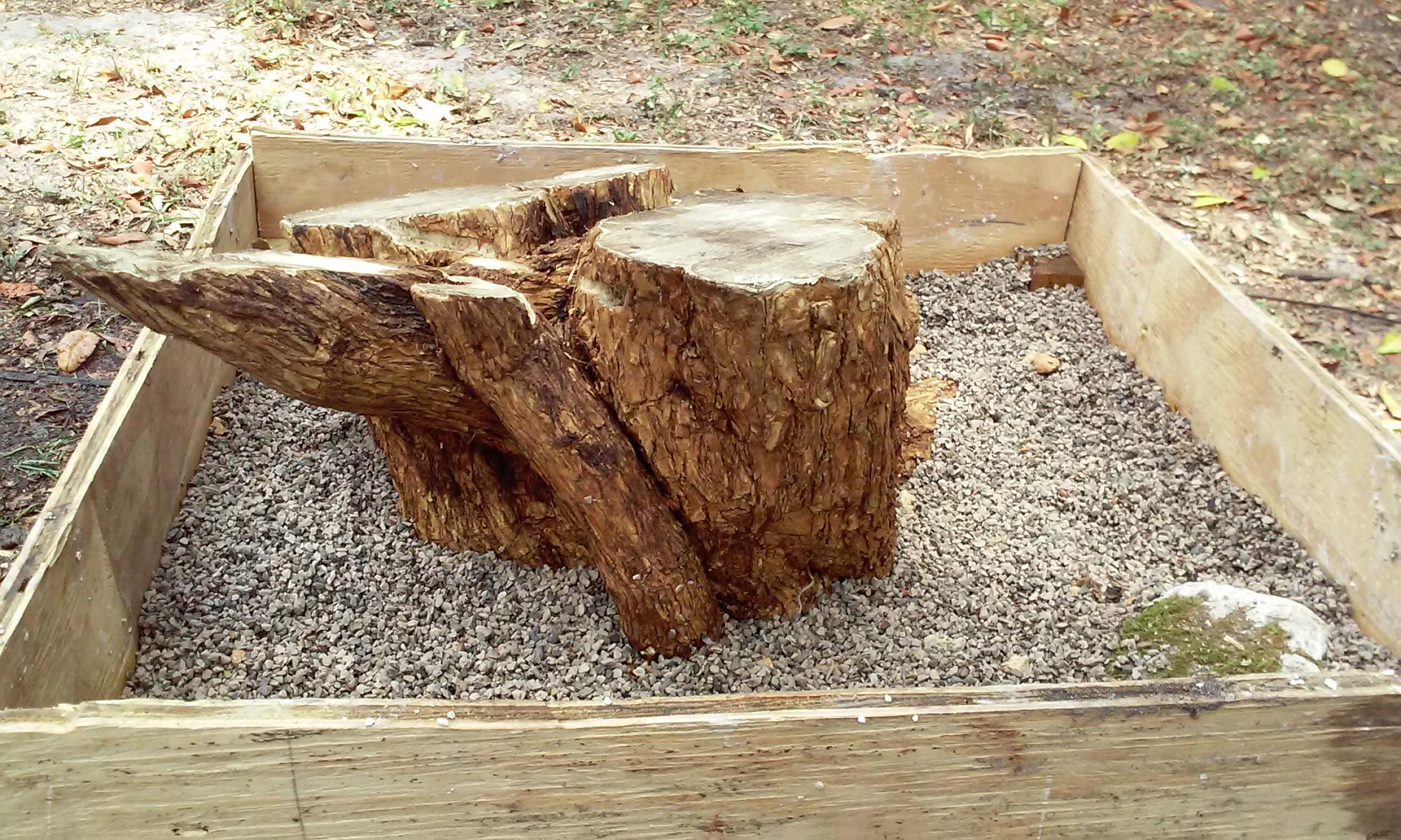 Finished the collection of my 1st large yamadori, hoping to find if I