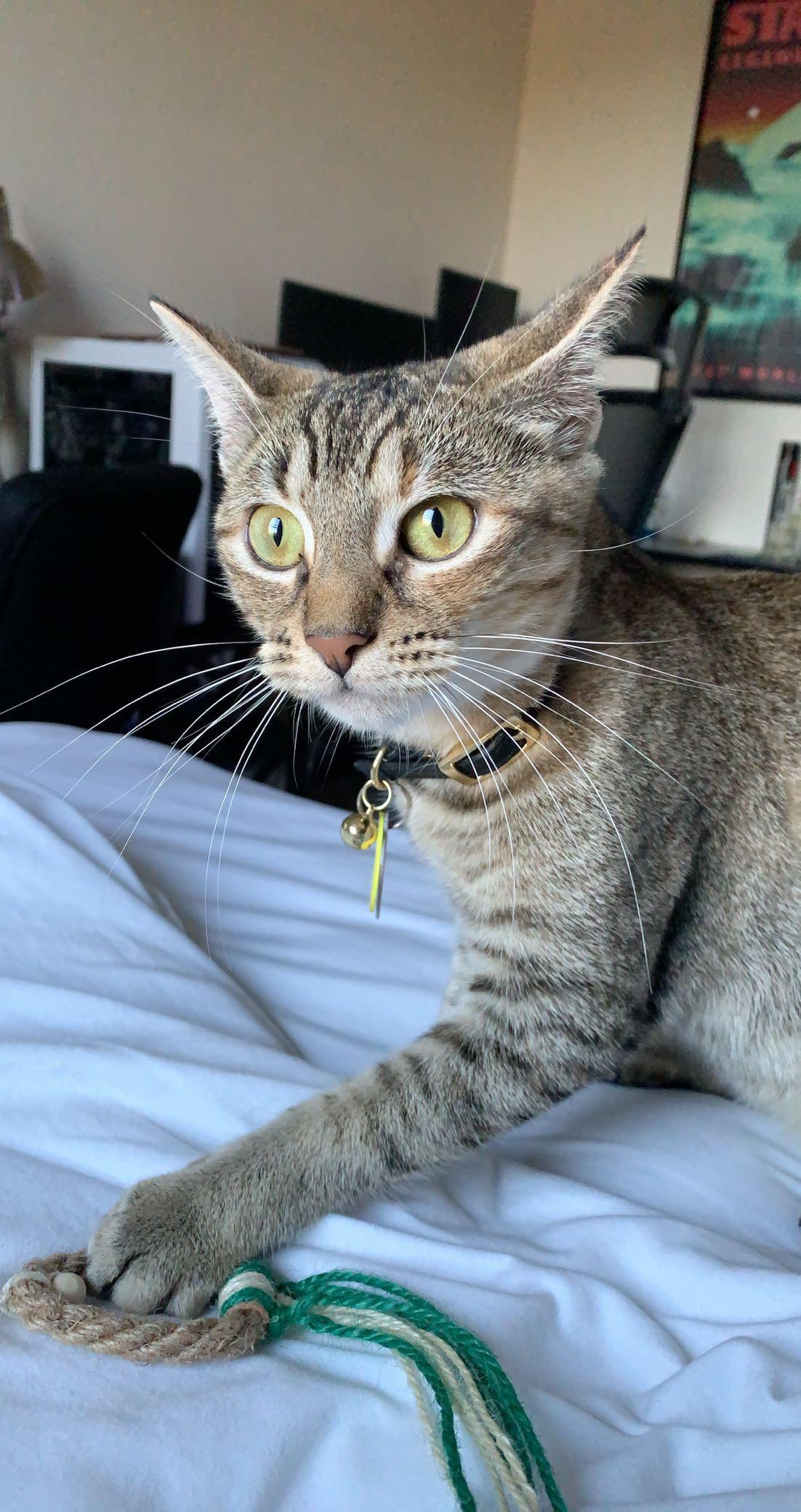 I adopted a cat today; can anyone help me name her?? r/cat