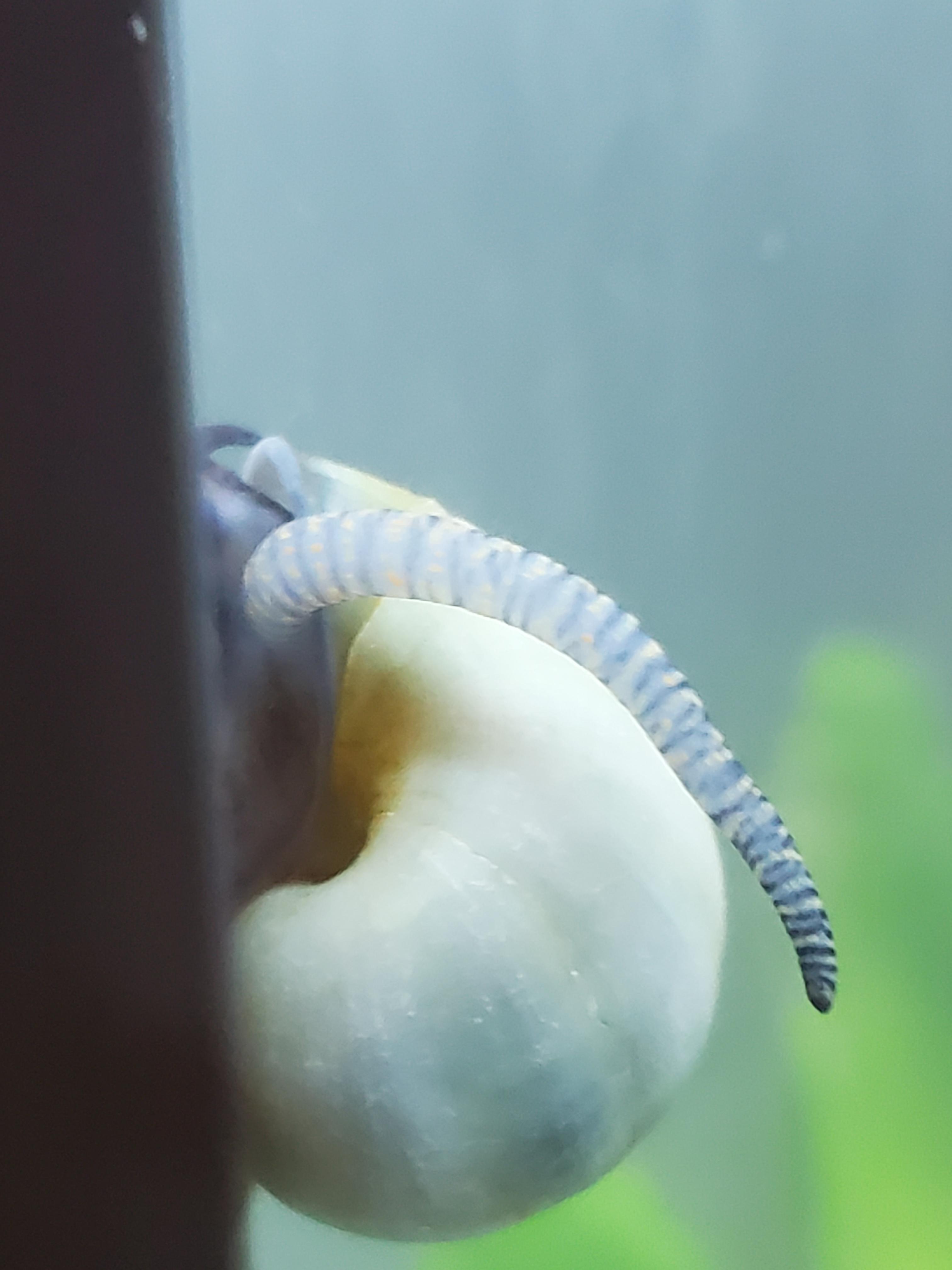 SnailPorn