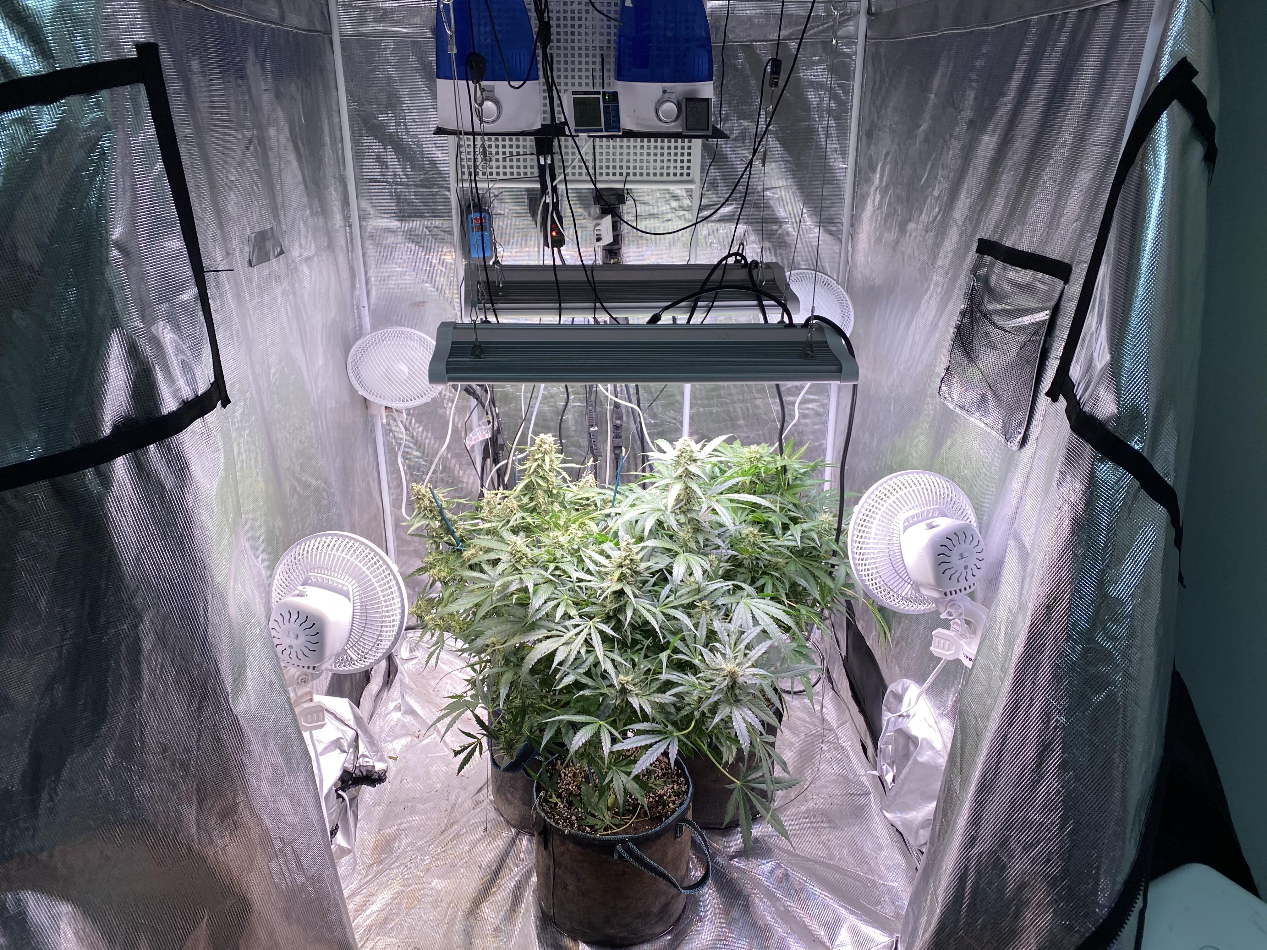 Geeked out grow tent r/GrowingMarijuana