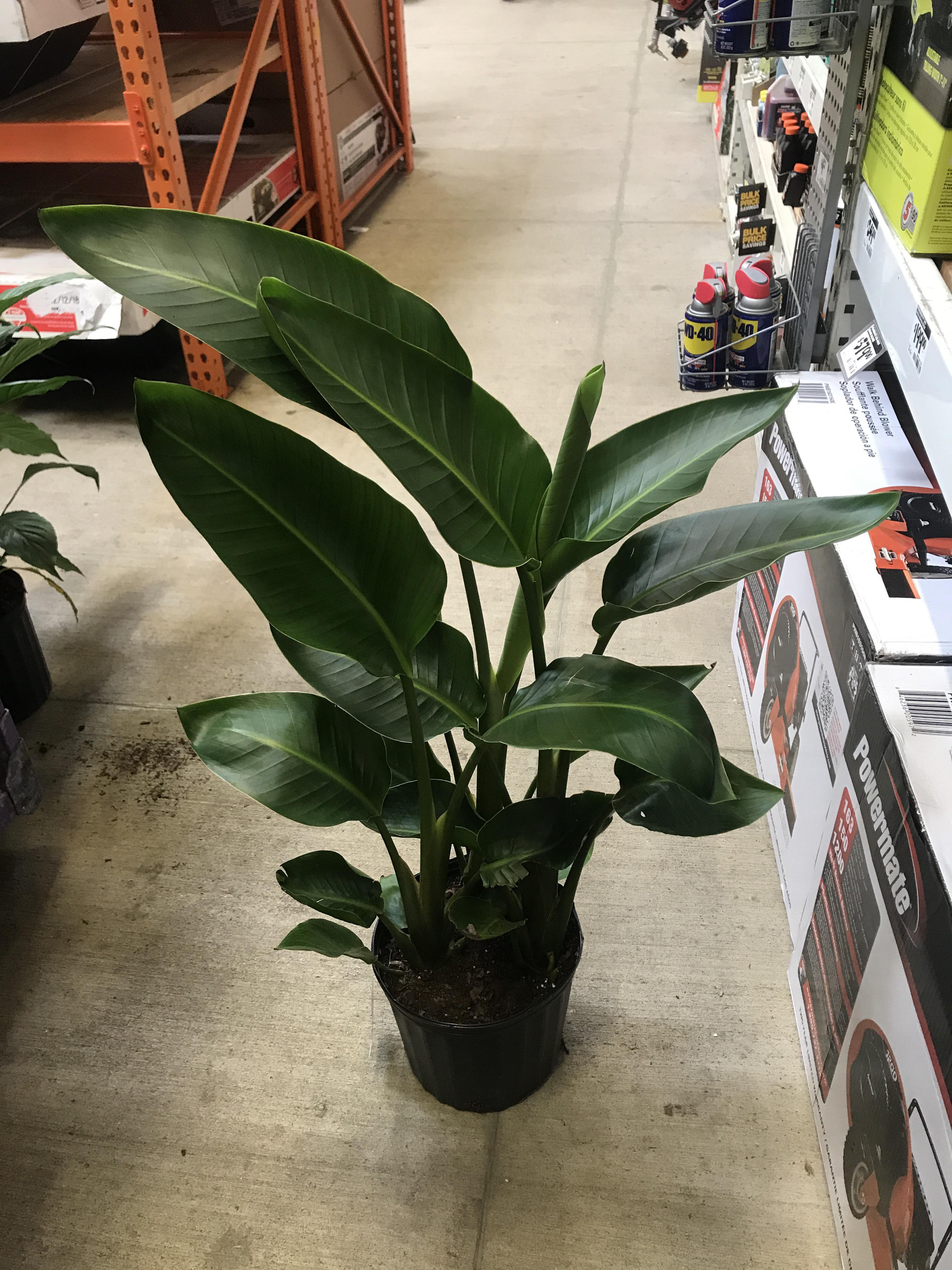 Bird of Paradise at my local Home Depot for 20! I’m freakin out! r/houseplants