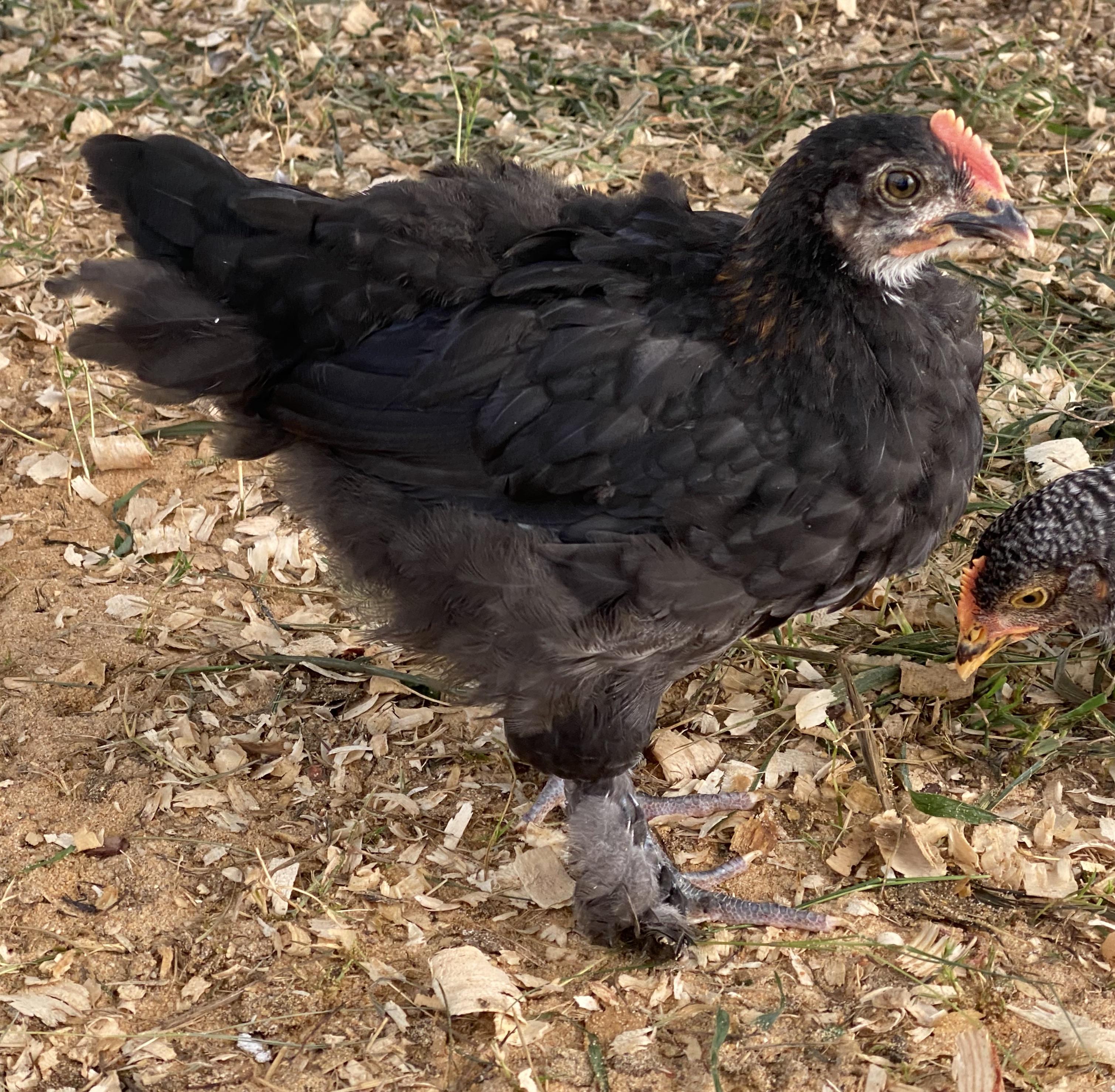 Black Copper Maran Pullet