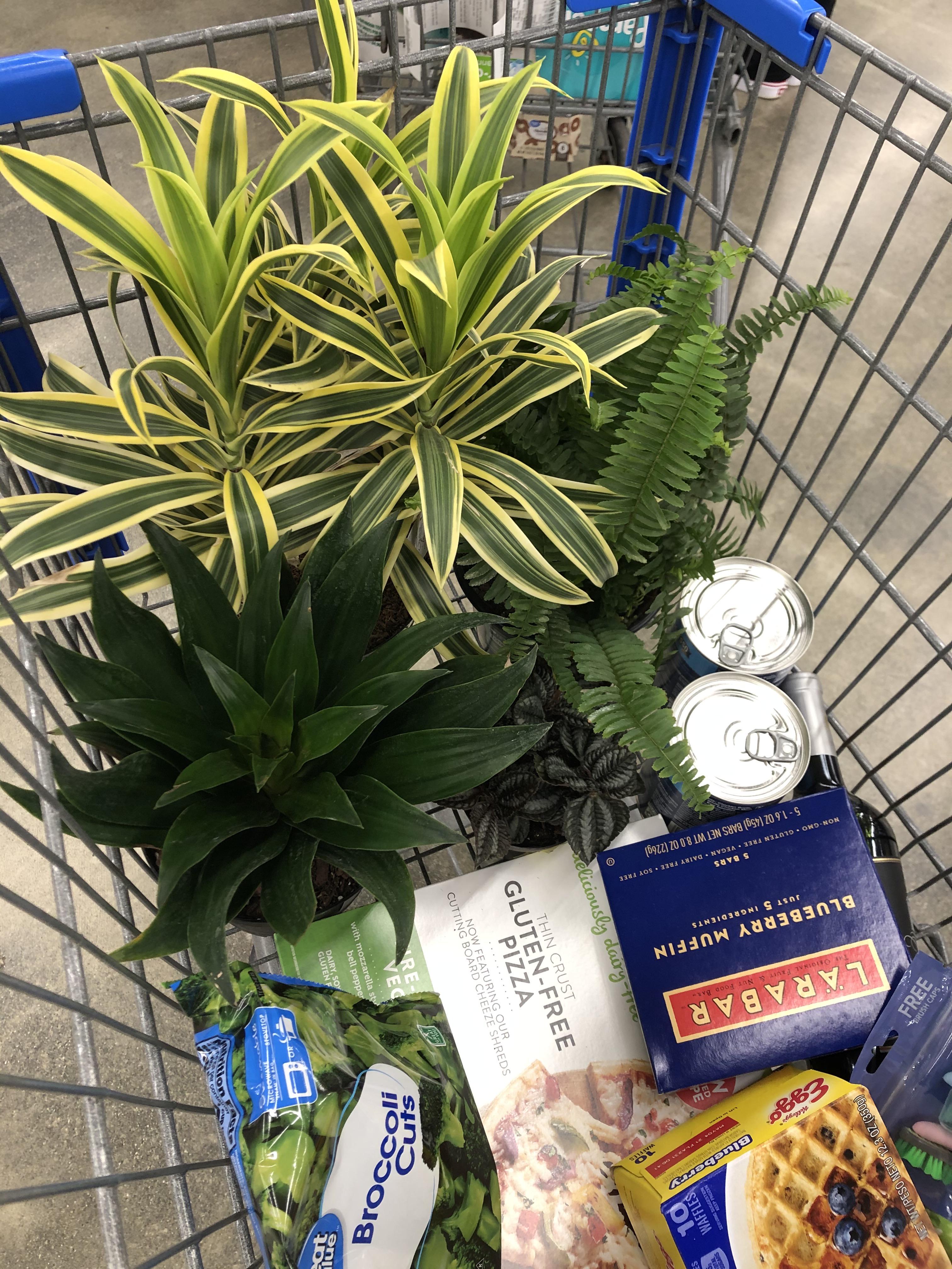 My local WalMart had plants marked down. Got all of these for 7.65