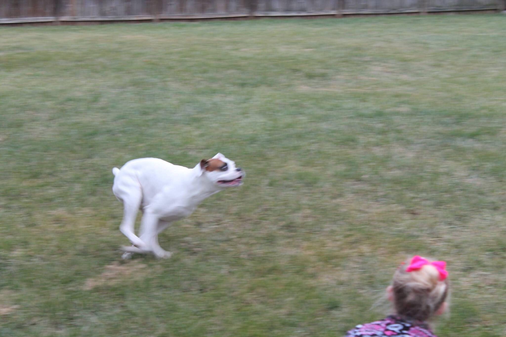 my boxer caught in an intense zoomie! r/Zoomies