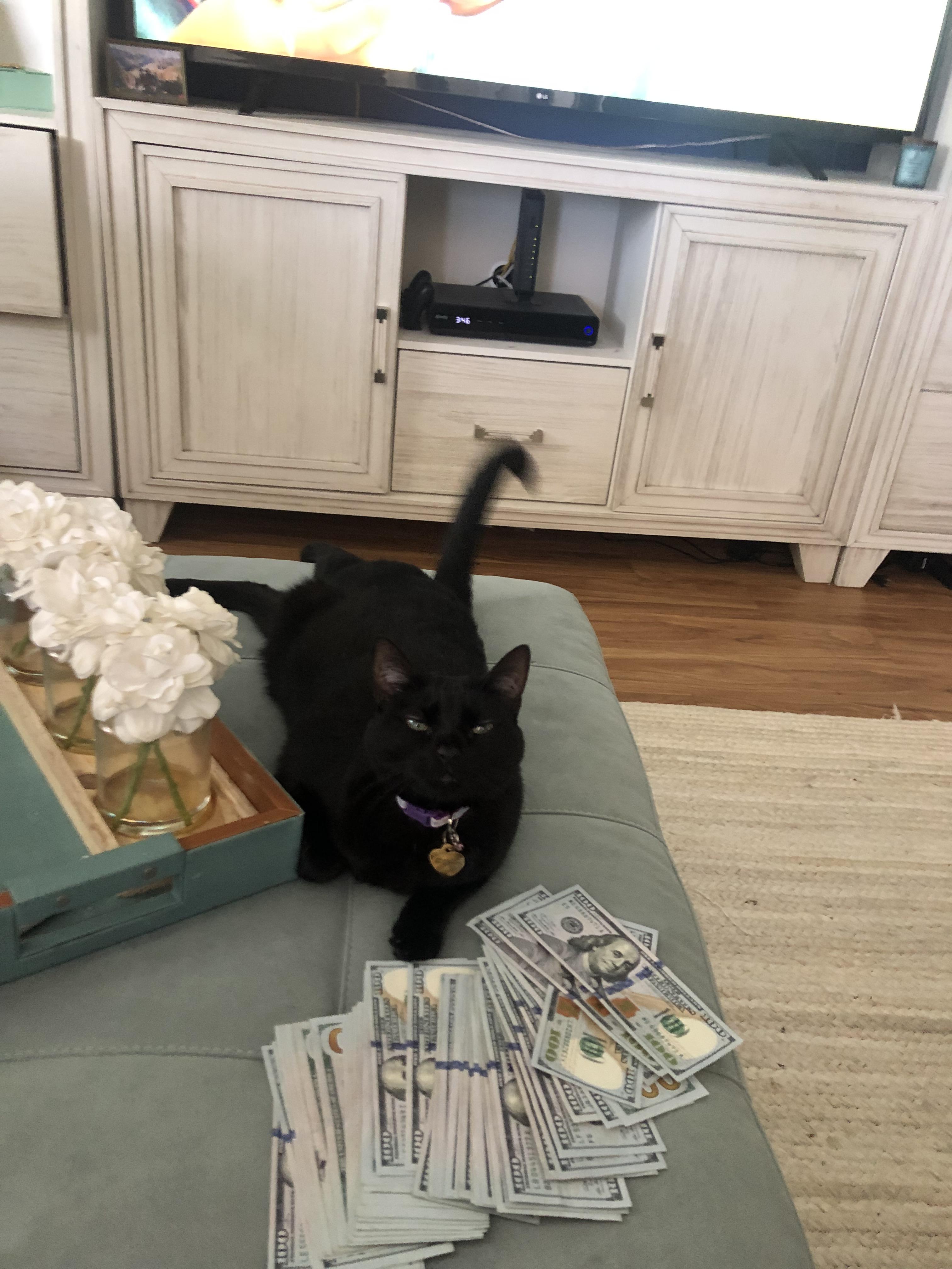 In many cultures it is believed black cats are a symbol of good fortune