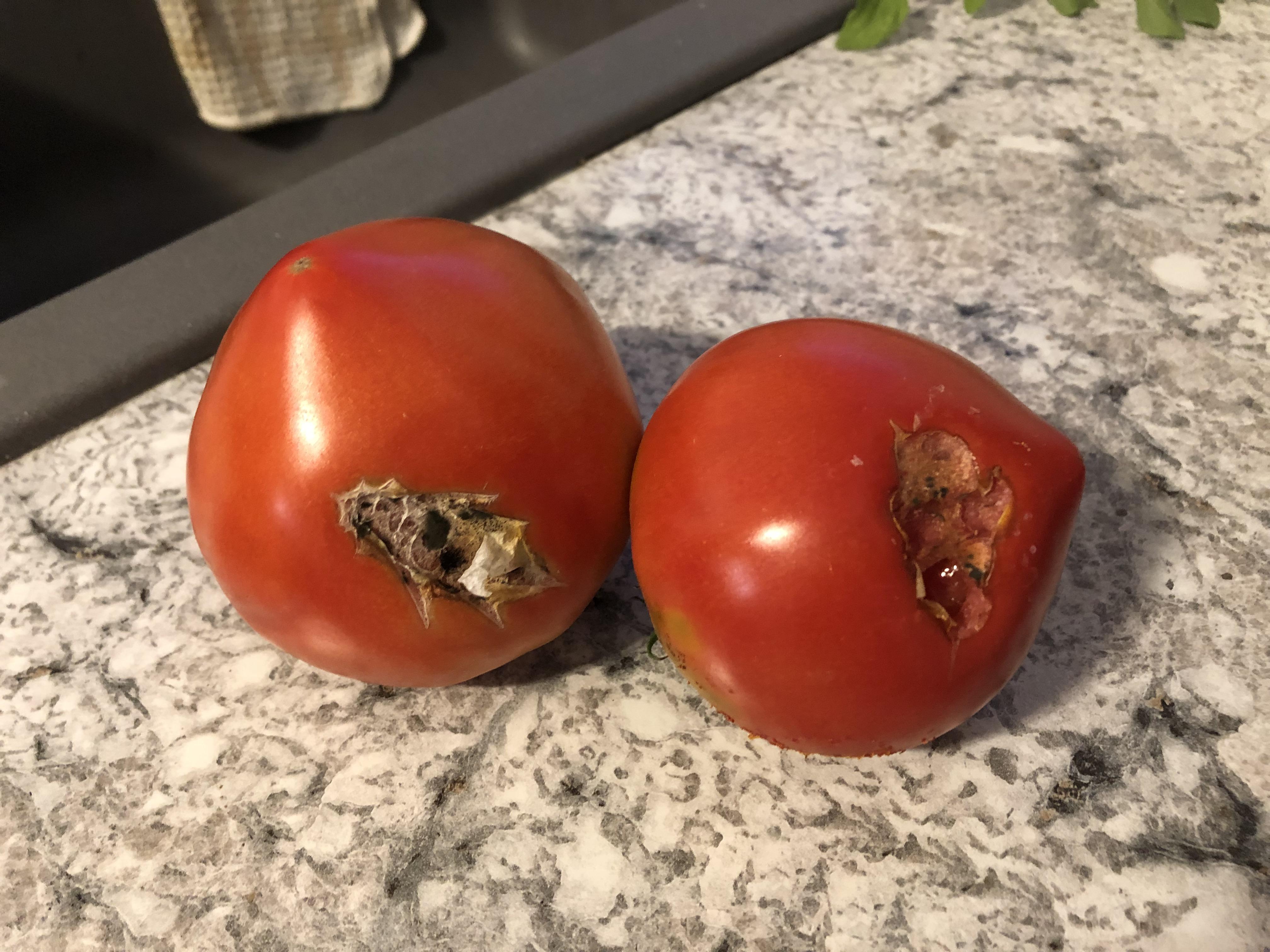 I think birds (or something) may be eating my tomatoes, any idea how to