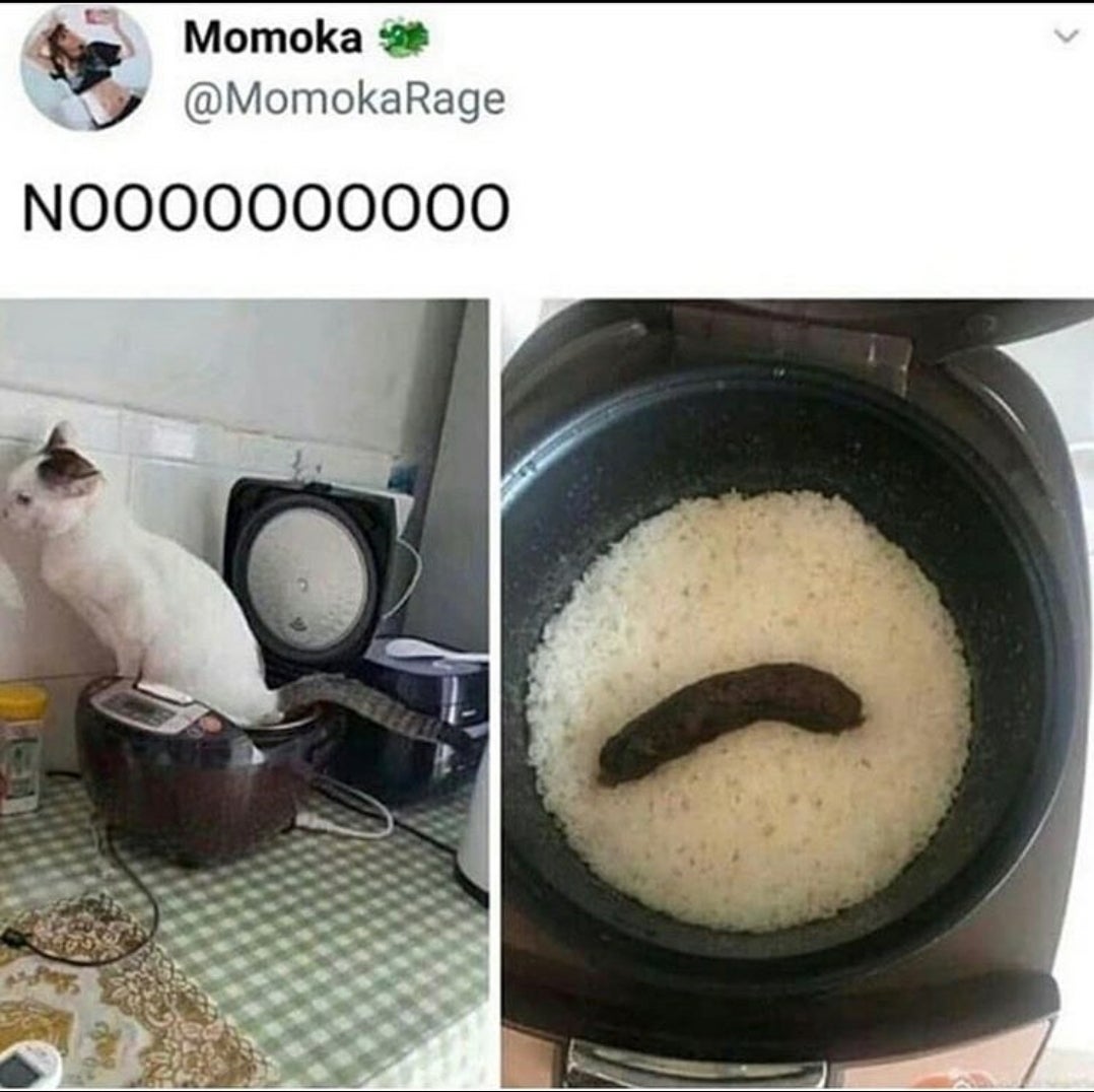 Thanks, I hate poop fried rice. r/TIHI