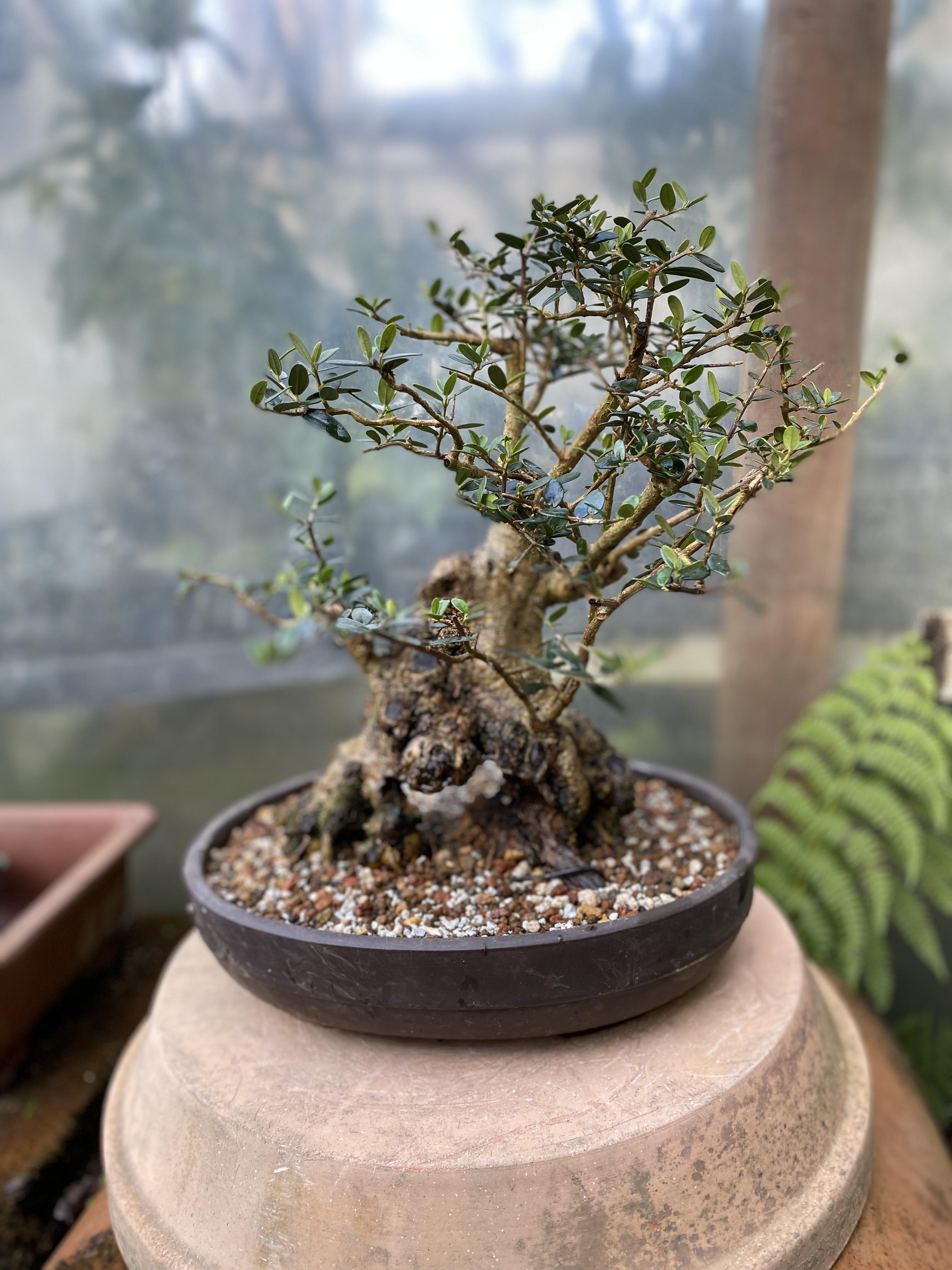 My favorite bonsai by the San Francisco Bonsai Society, olive. May 23