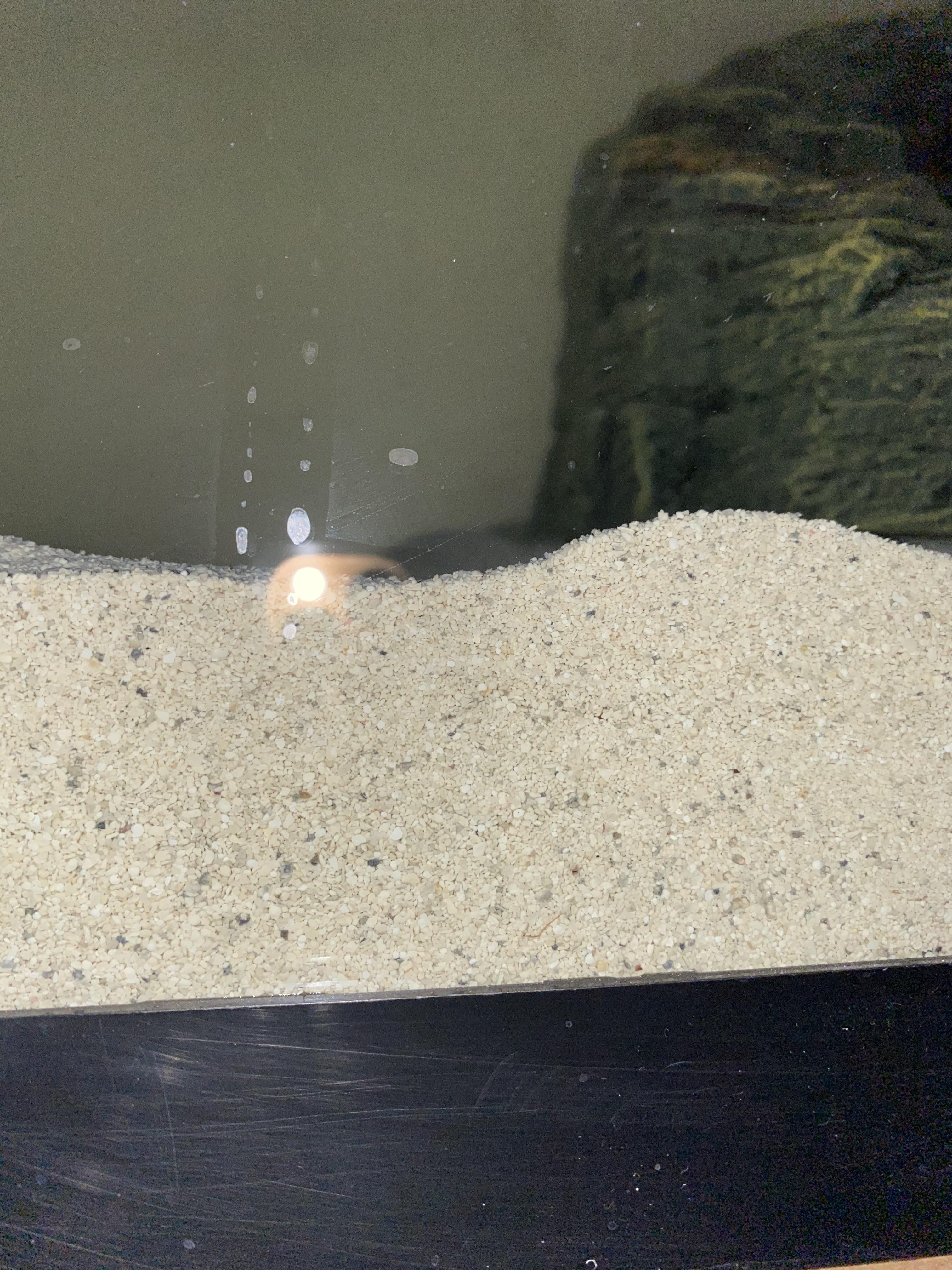 Is this sand safe for axolotls? (More in comments) r/axolotls