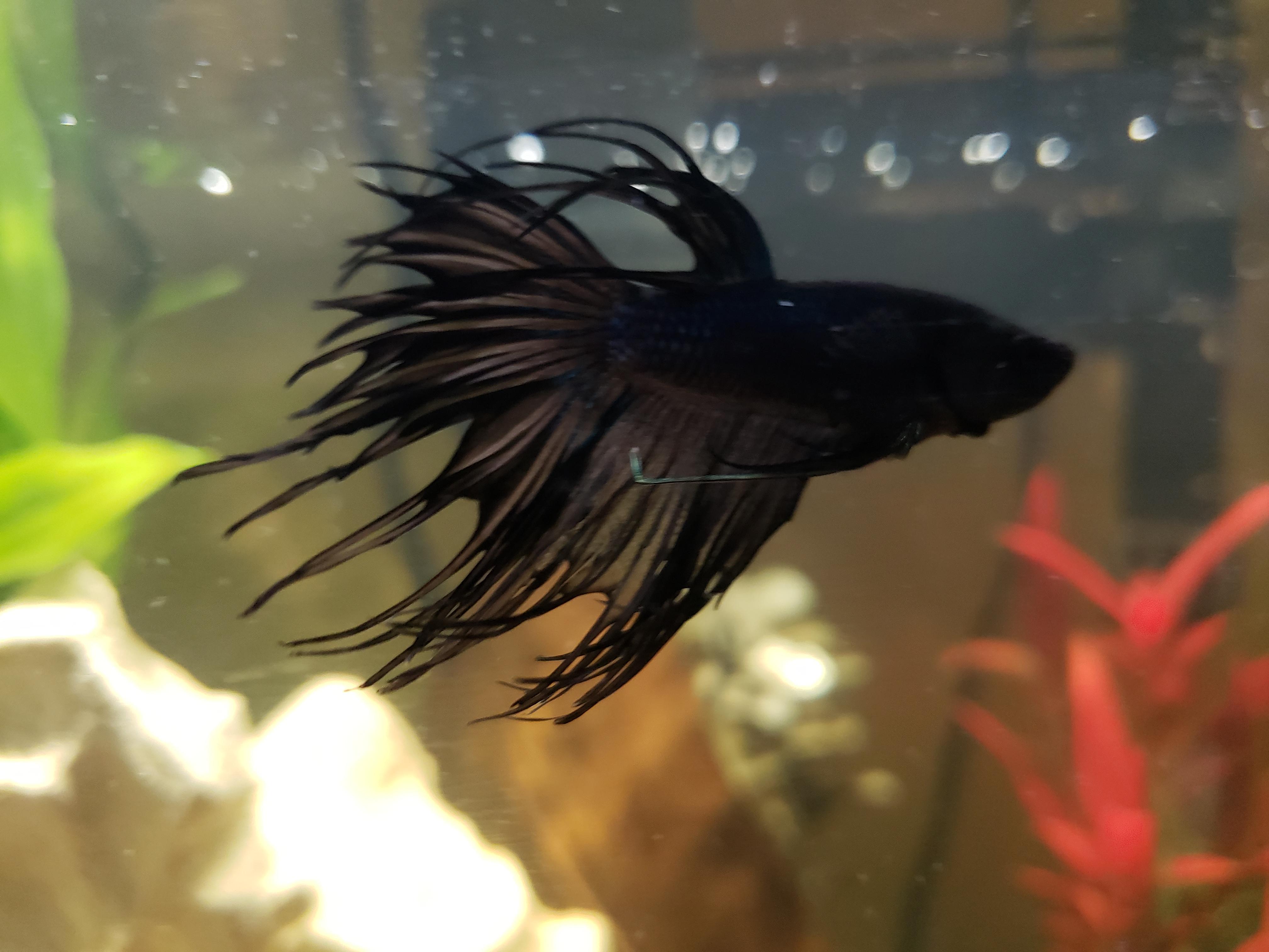 Black Crowntail Betta / Betta Male Super Black Yin Yang Crowntail Betta