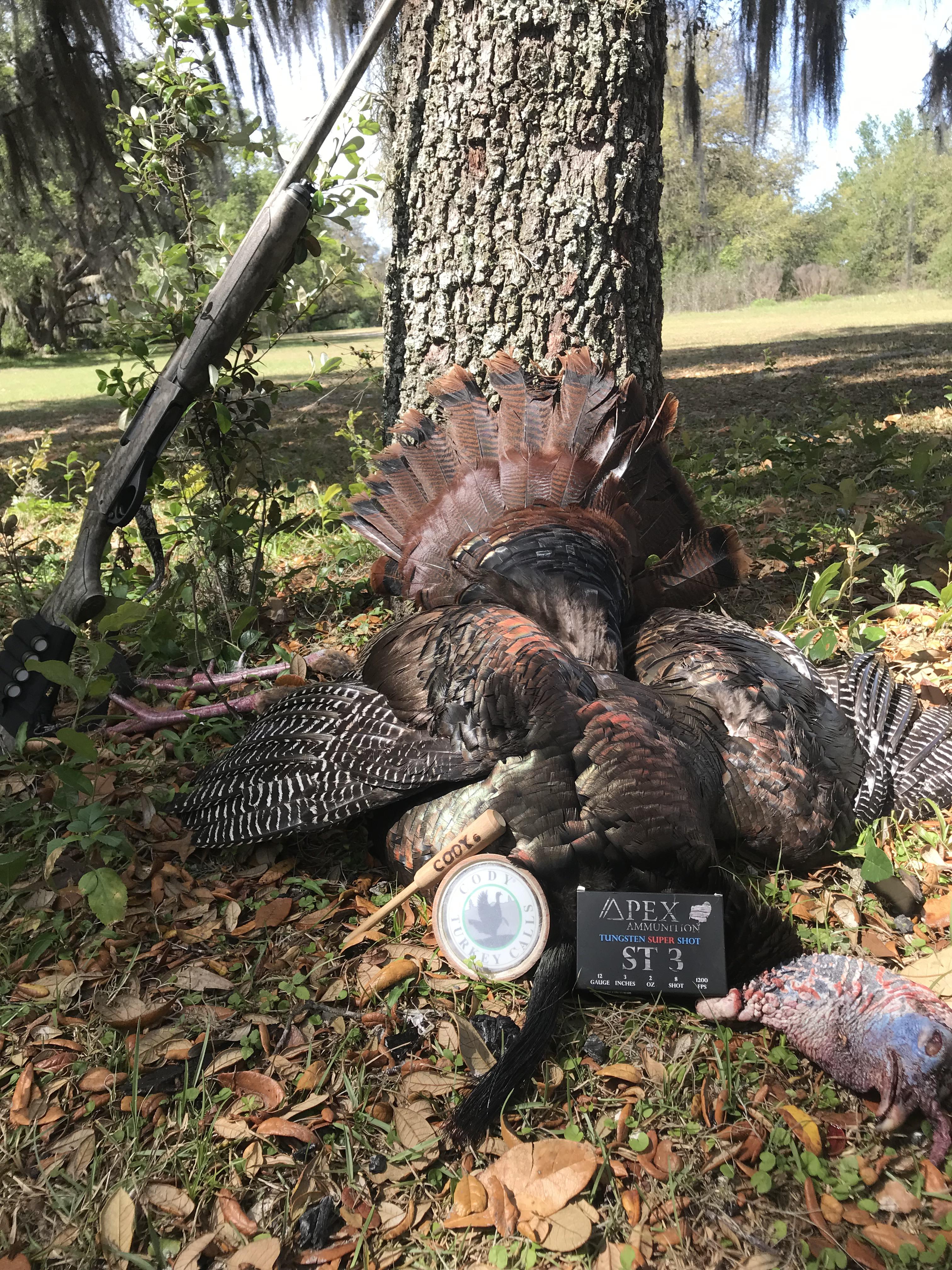 Public land Osceola r/turkeyhunting