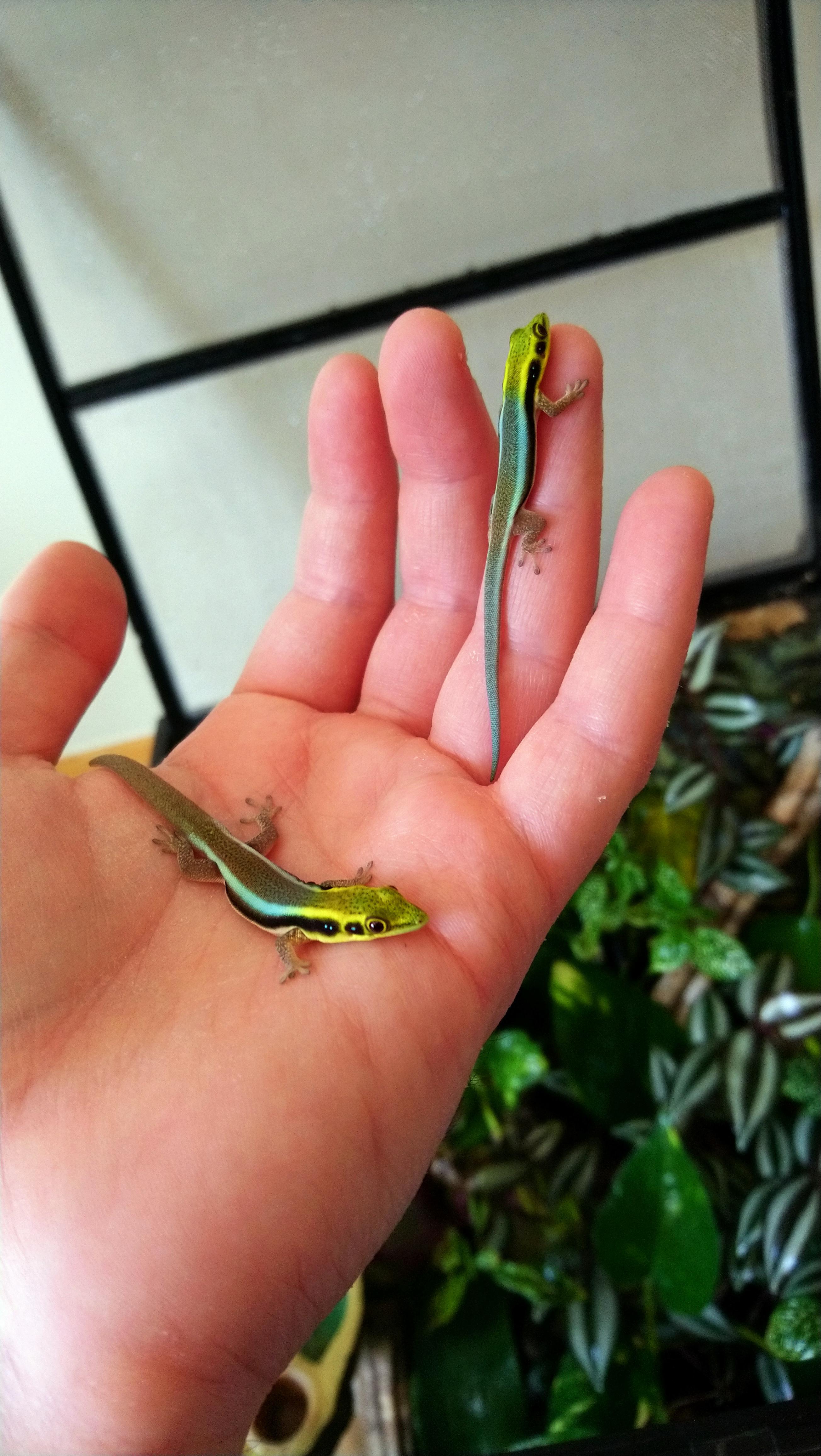 Klemmeri Geckos are the most beautiful and adorable little geckos and