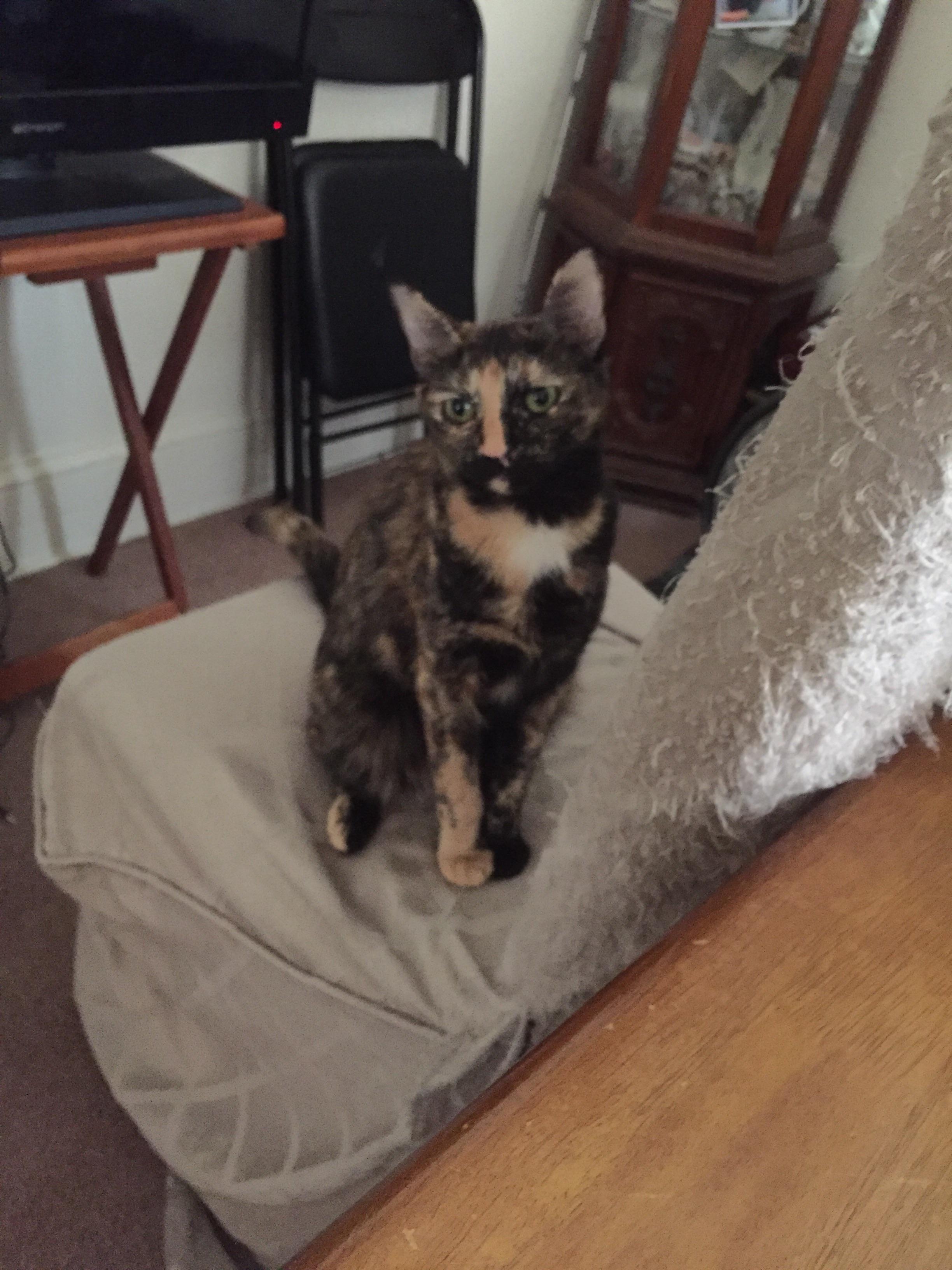 This is pudding r/cats