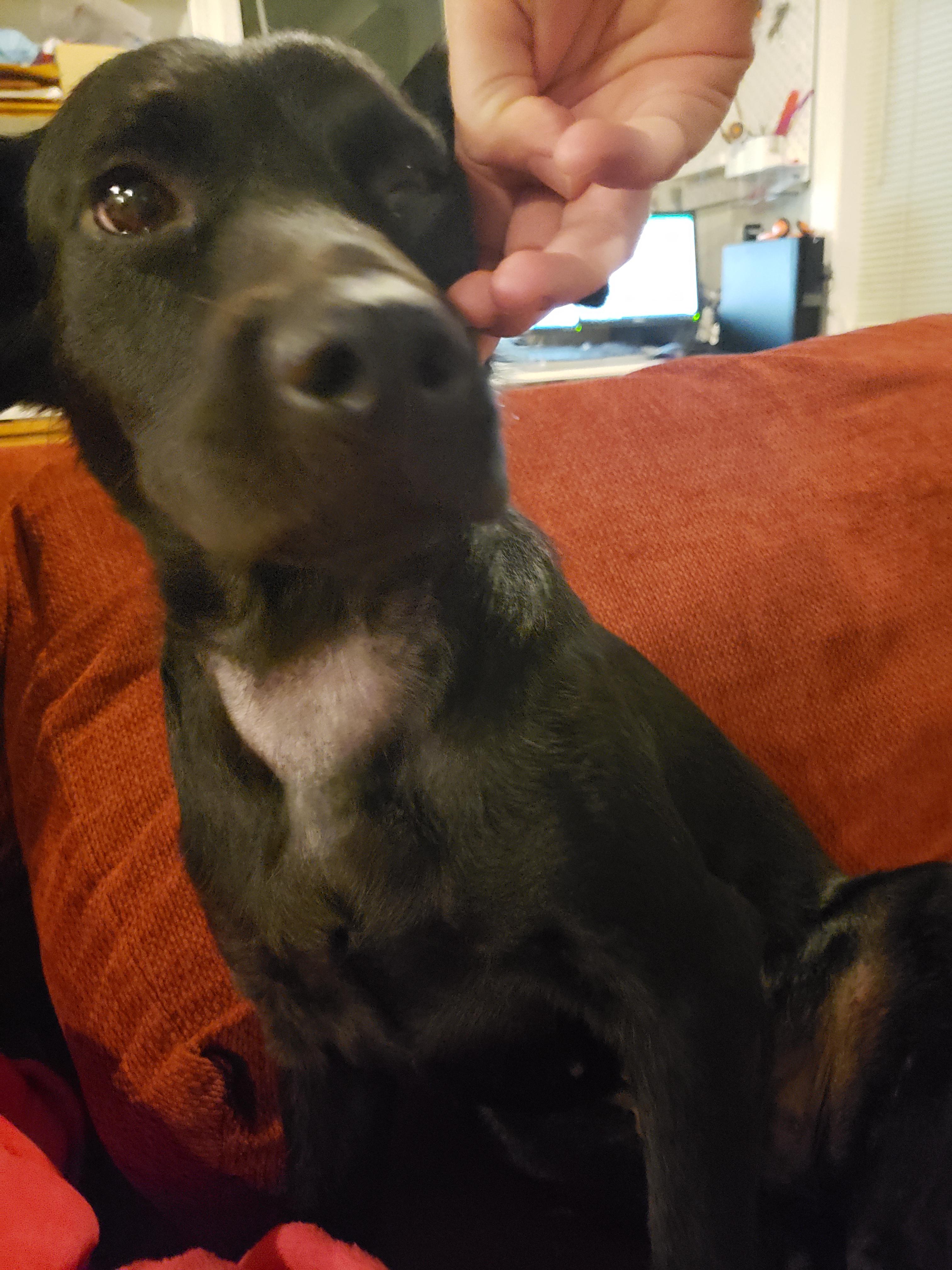 Hair loss on neck Adopted from Humane Society 3 months ago. Hair has