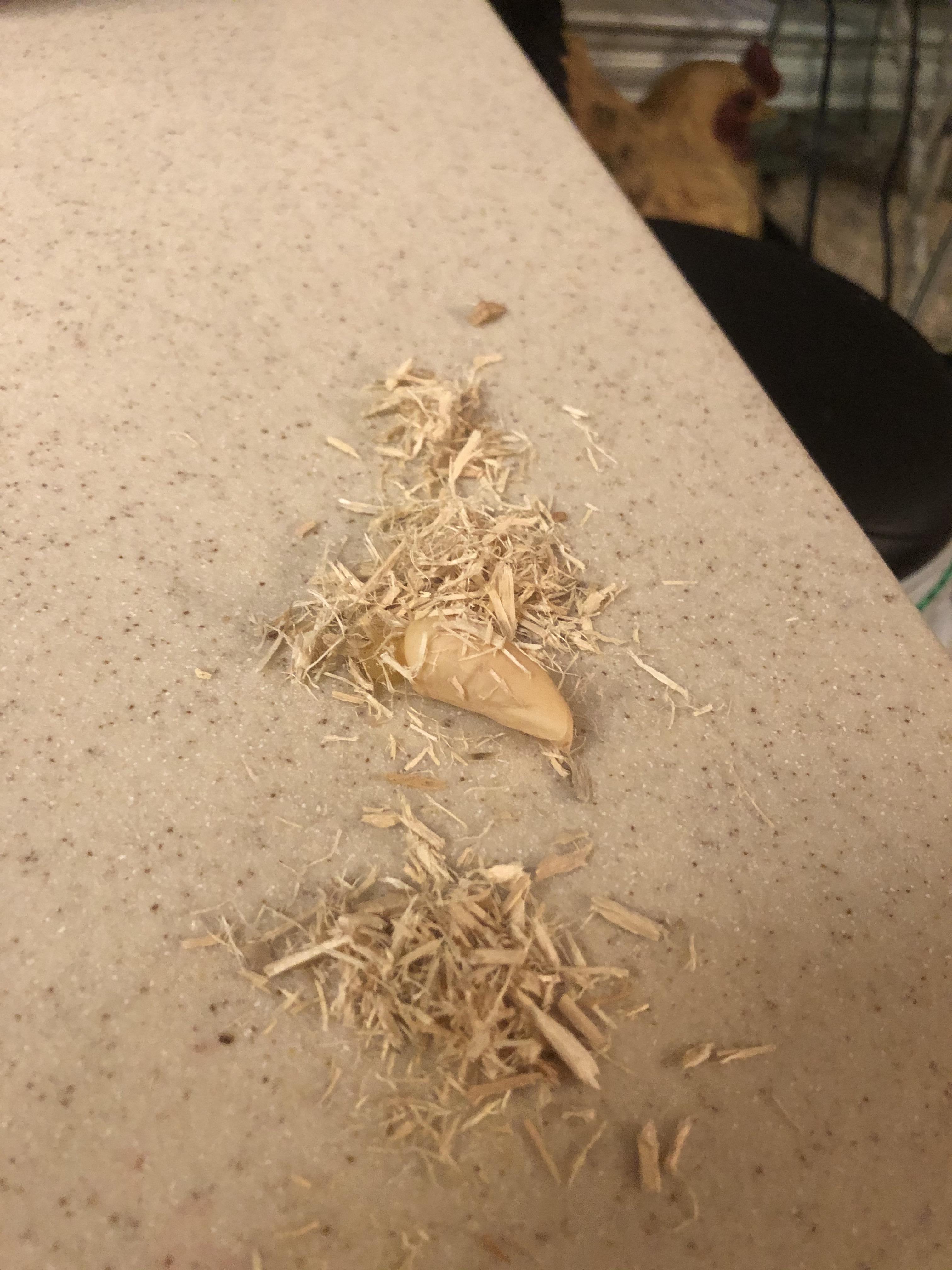 What is this thing I found in my snake’s cage? r/snakes