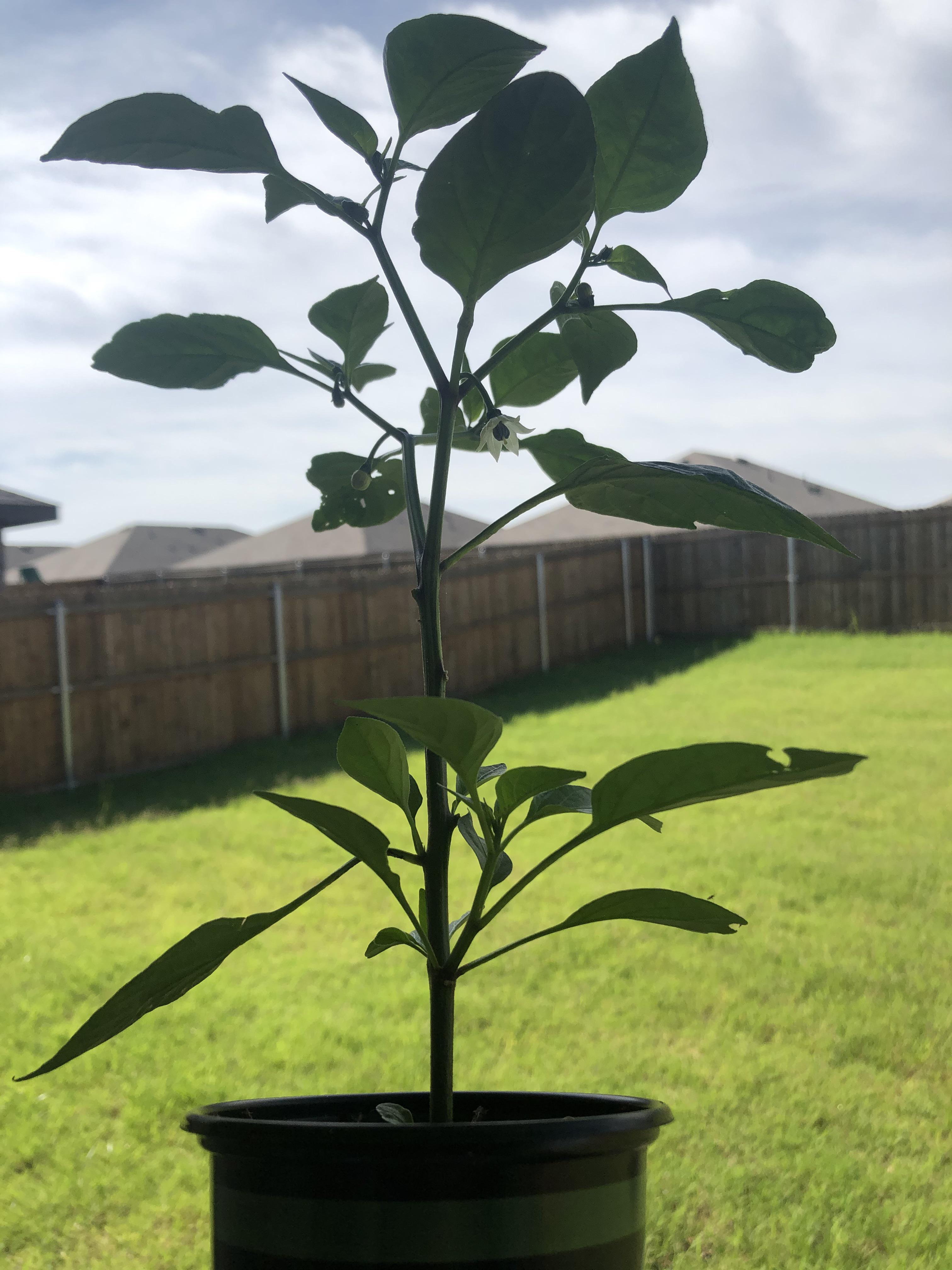 My jalapeno plant just started blooming flowers r/plants