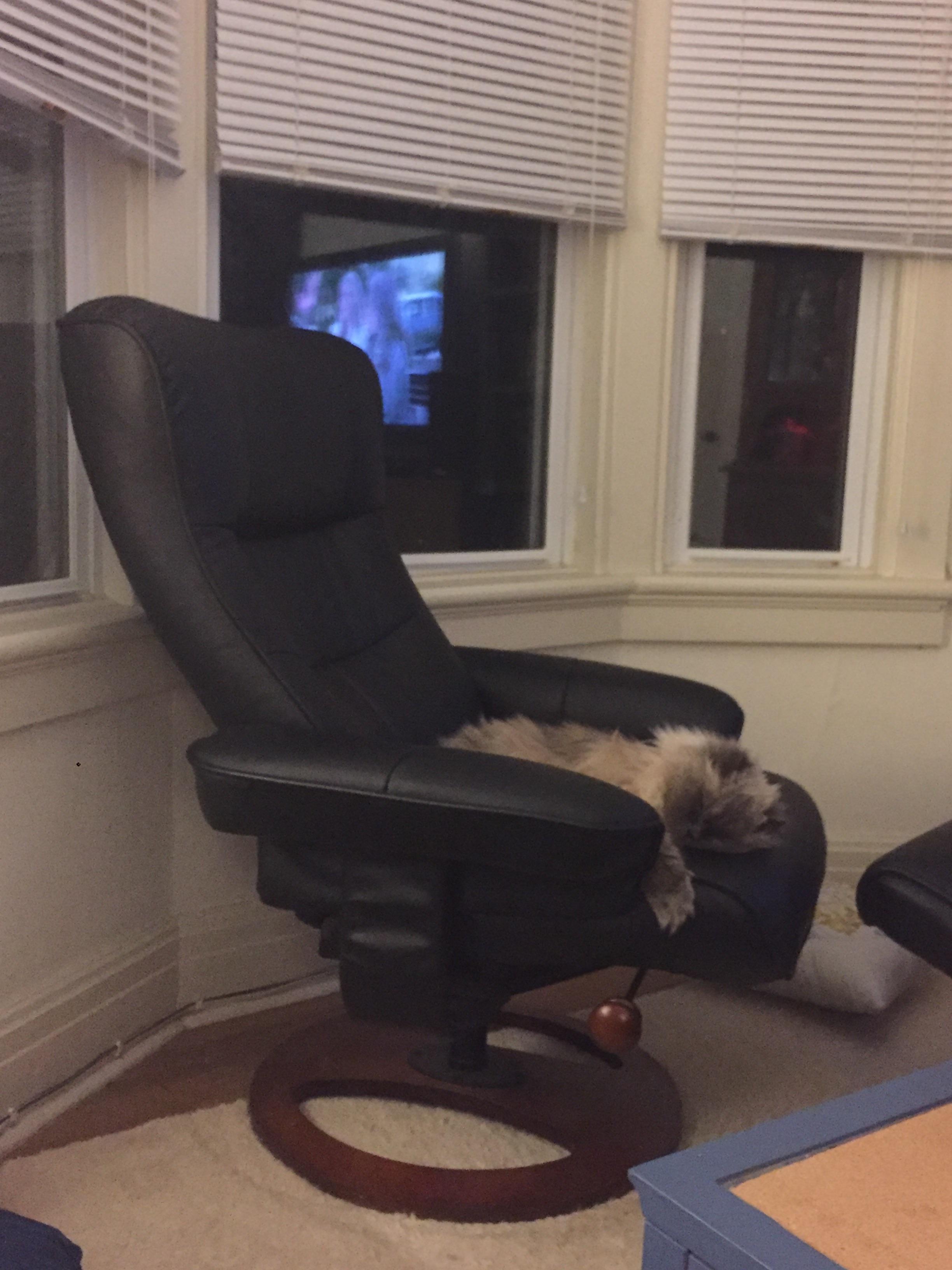 My cat really loves our new chair! r/aww