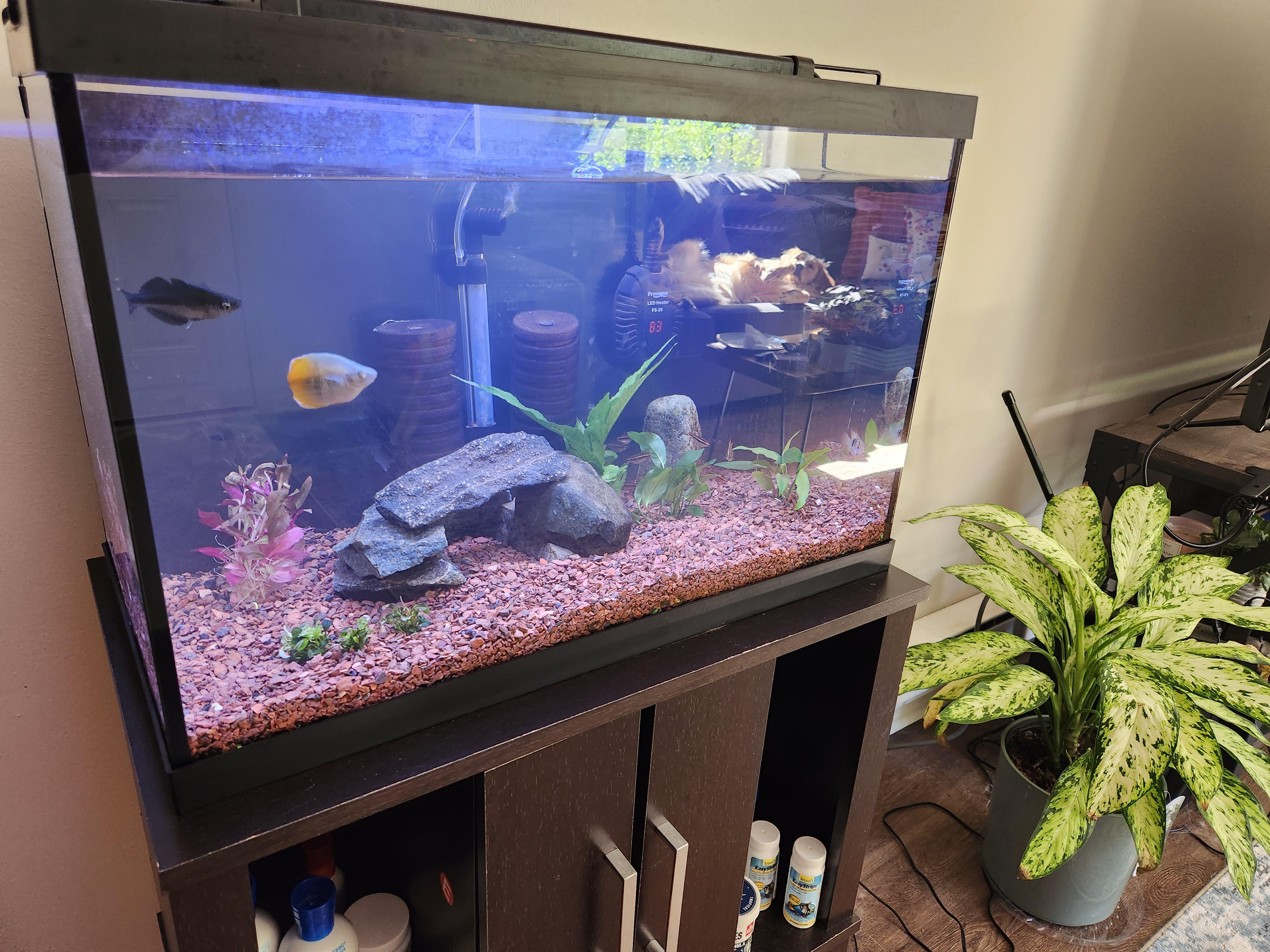 First time with real plants! Suggestions r/Aquariums