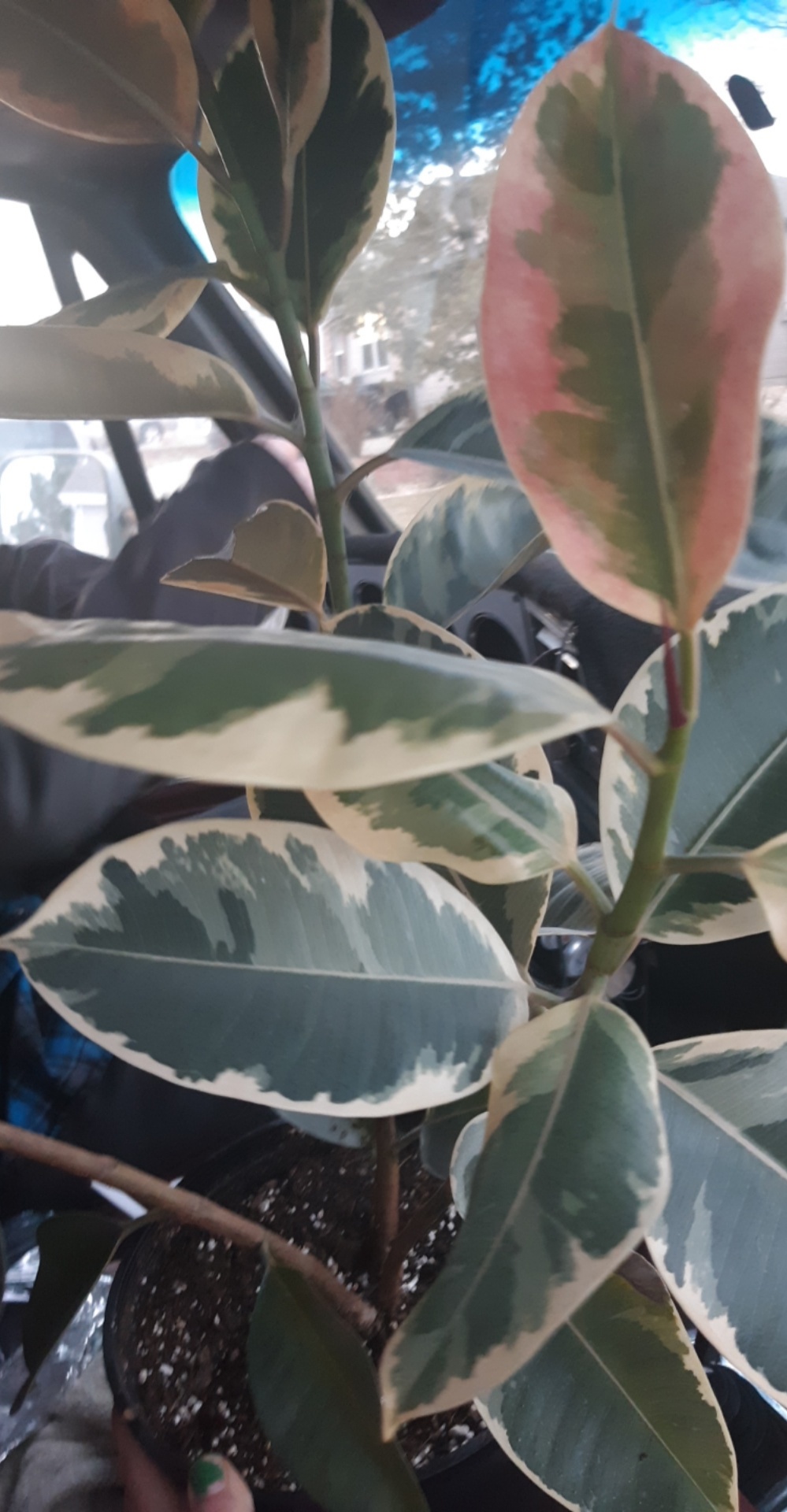 I know it's not the best picture, but could anyone identify this plant