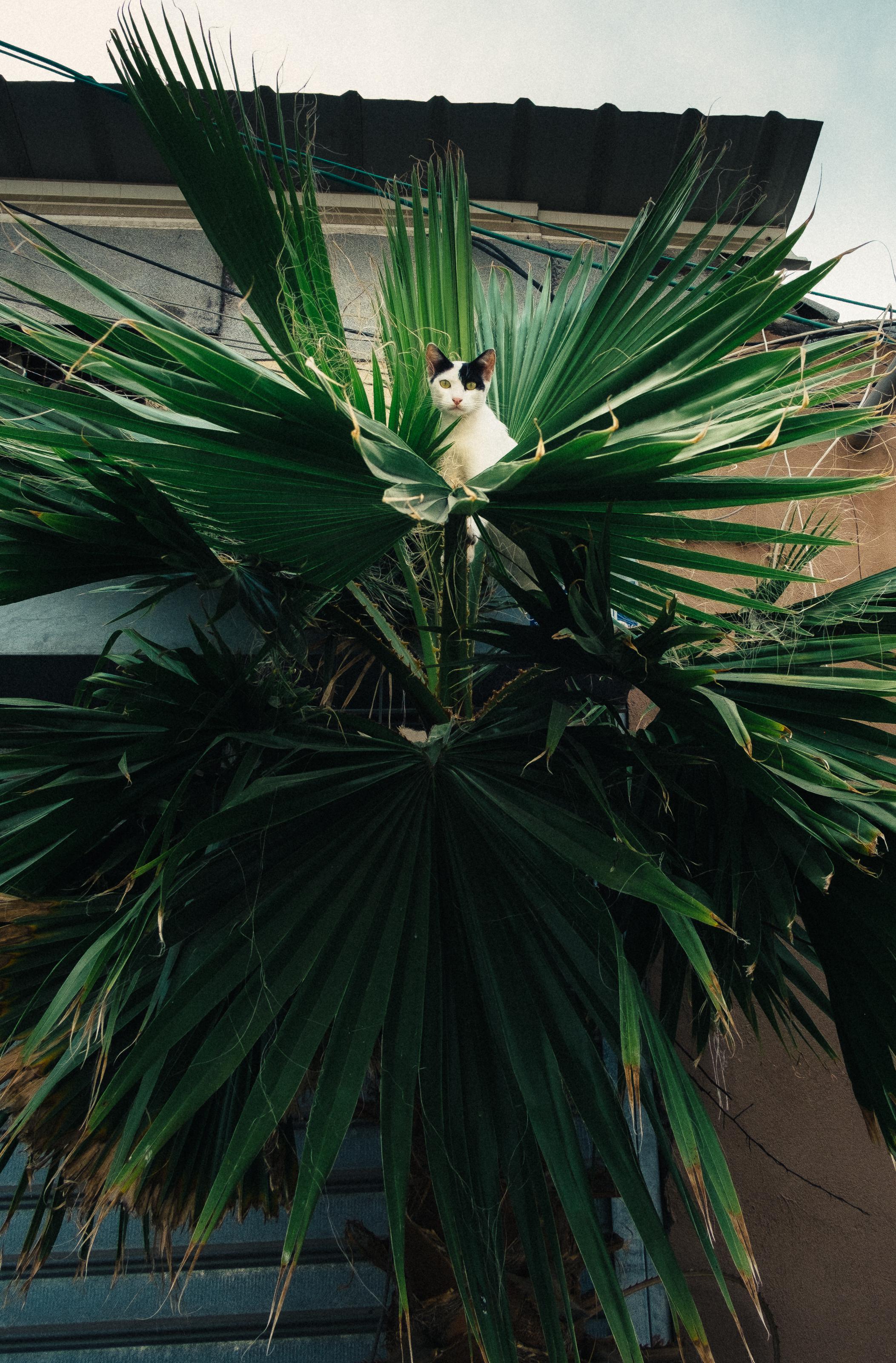 Cat in a palm tree [xpro1, 18mm f2] r/fujifilm