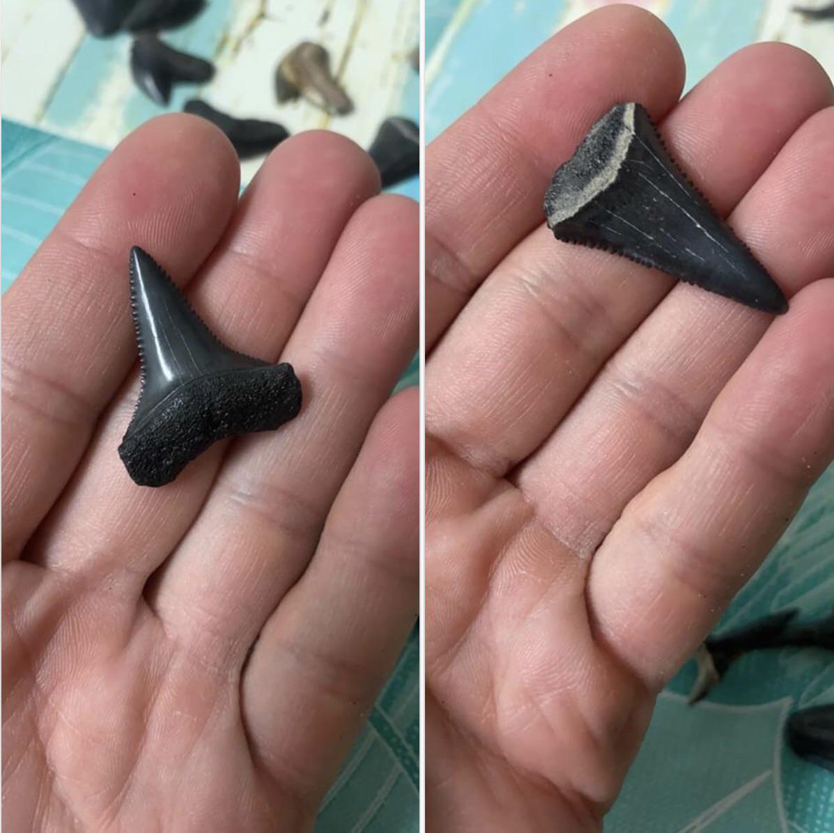Shark tooth identification both found in North Myrtle Beach, SC r