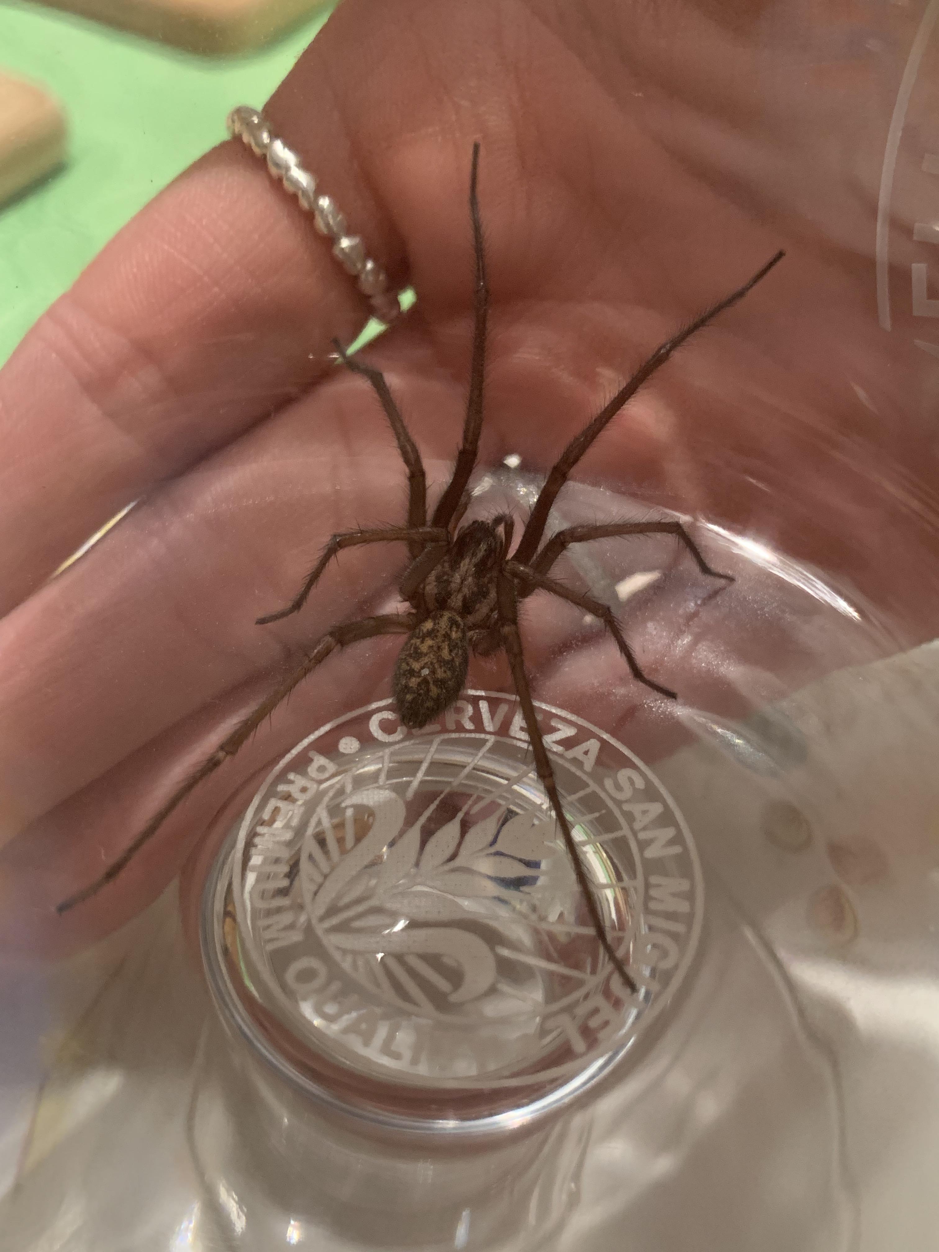 Check out this ENORMOUS E. atrica (Giant House Spider) I found in