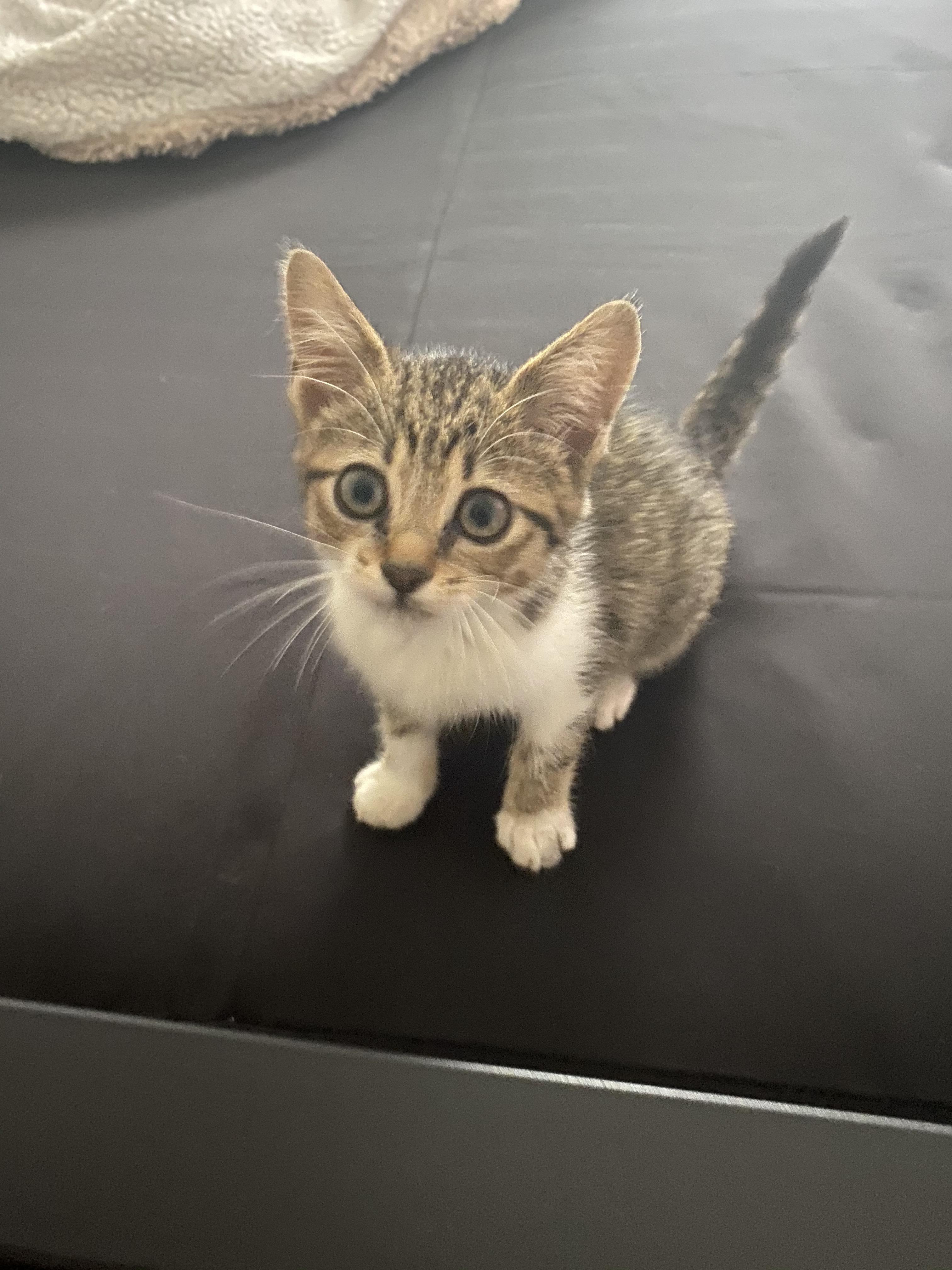 Free female kitten. Found in ditch. Seems very playful. In