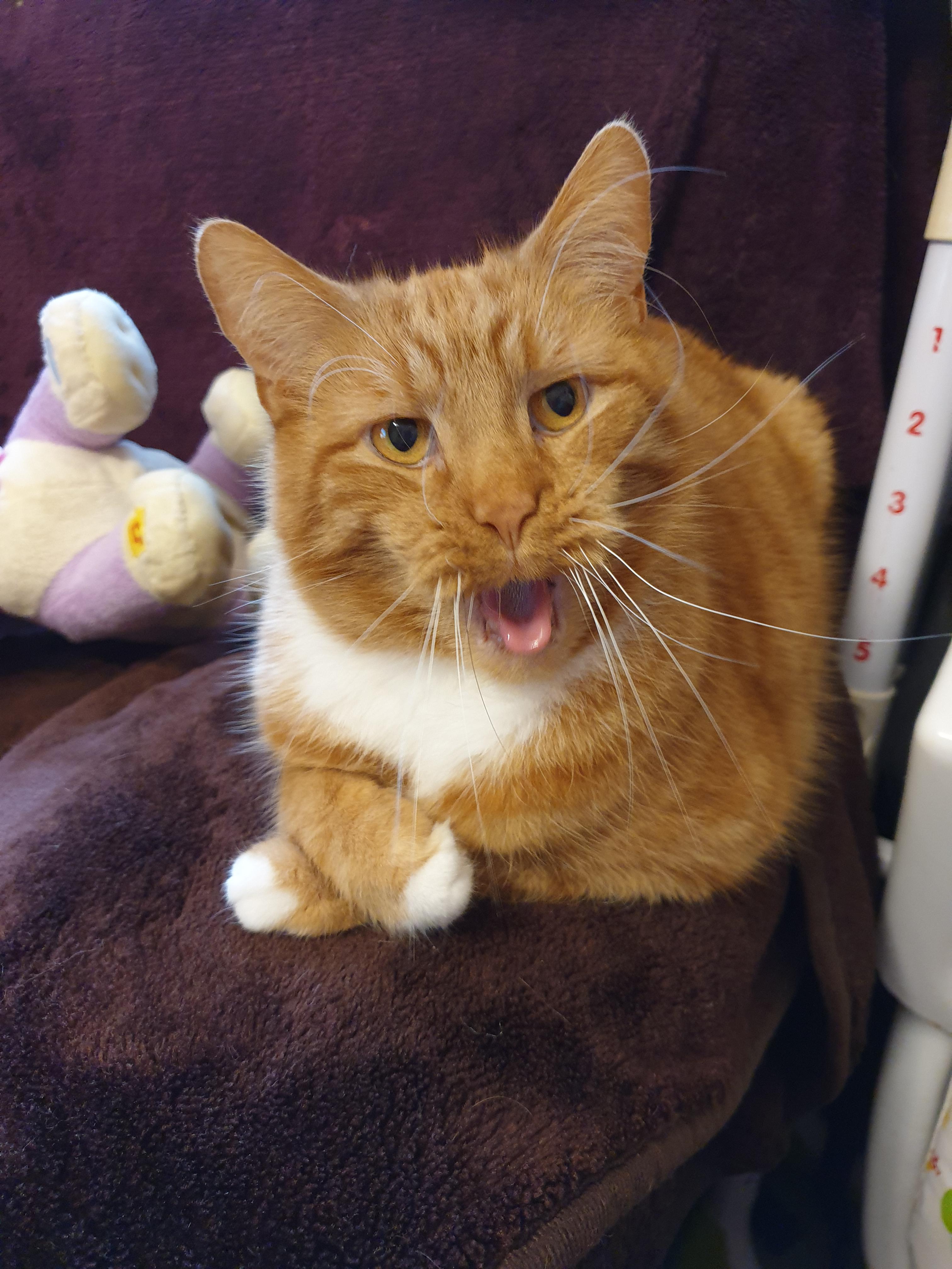 He looks so sophistiCATed with his arms crossed. r/cats