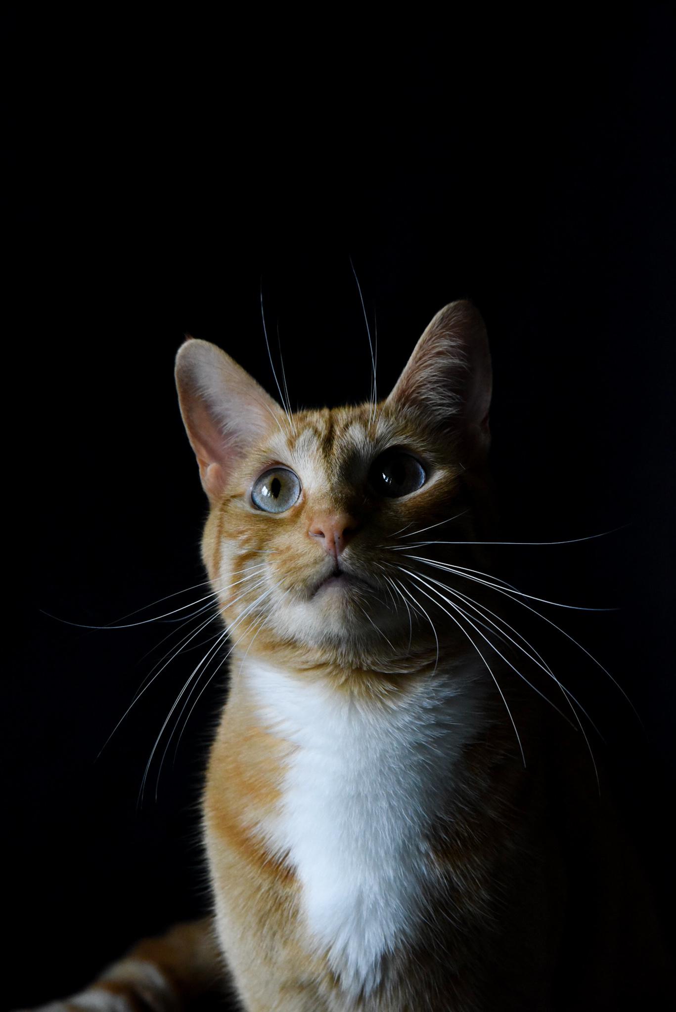 It took a lot of cat treats to get this photo r/gingercats