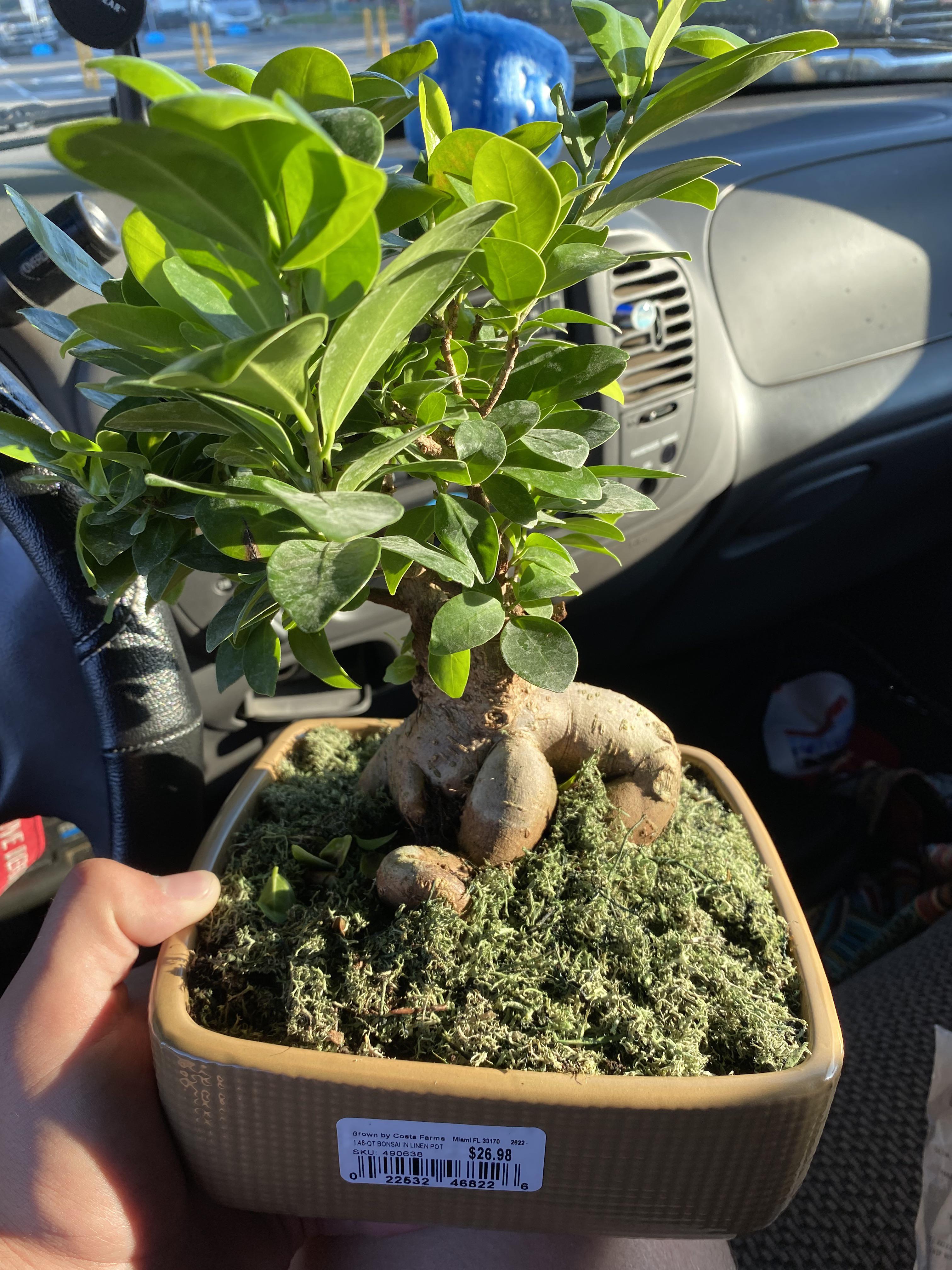 Is my bonsai tree male or female? r/plants