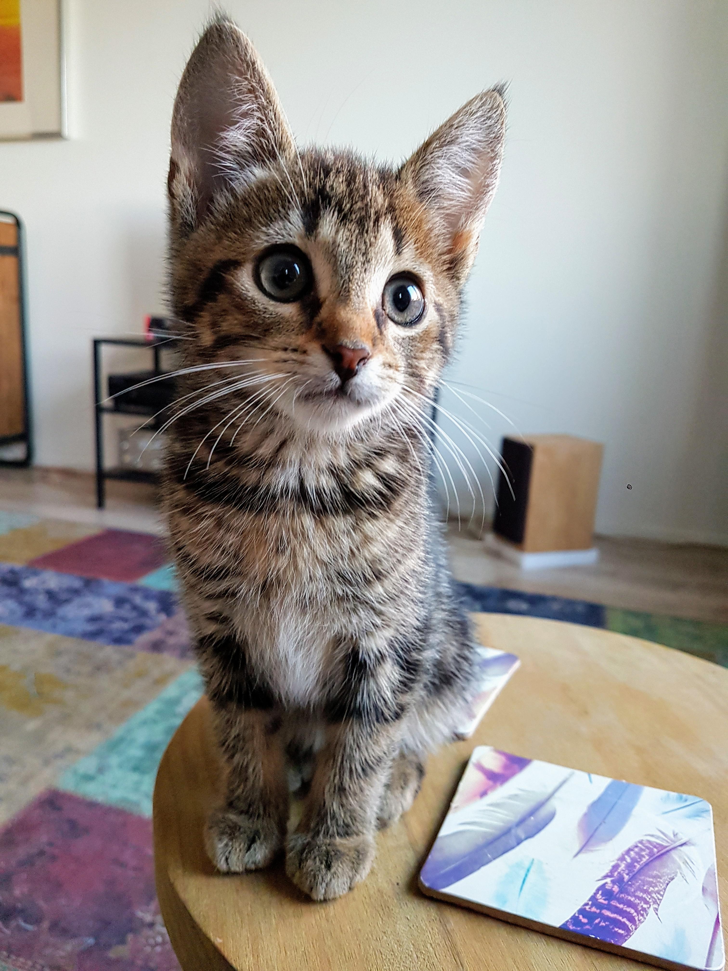 My 10 week old kitten r/cats