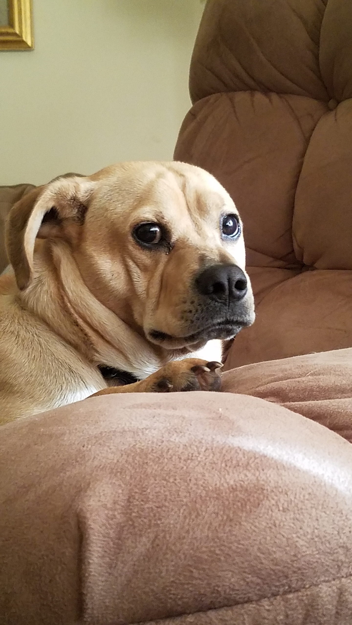 What breed or breeds does he look like? I can link to a puppy photo if