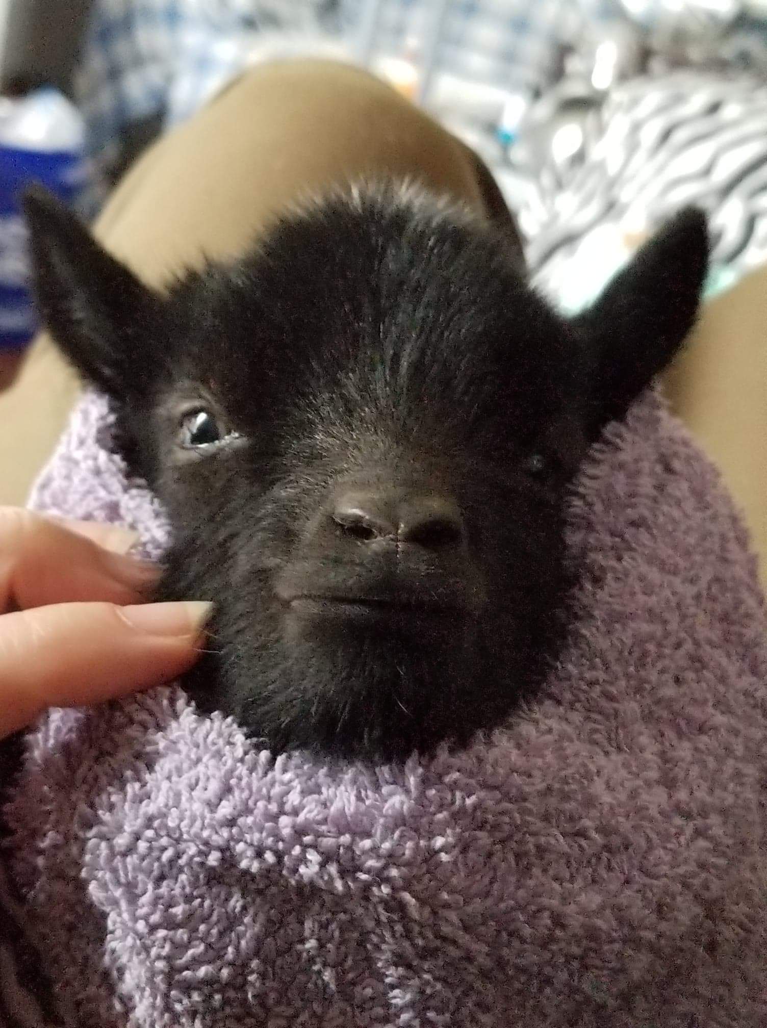 One of our newborns; r/goats