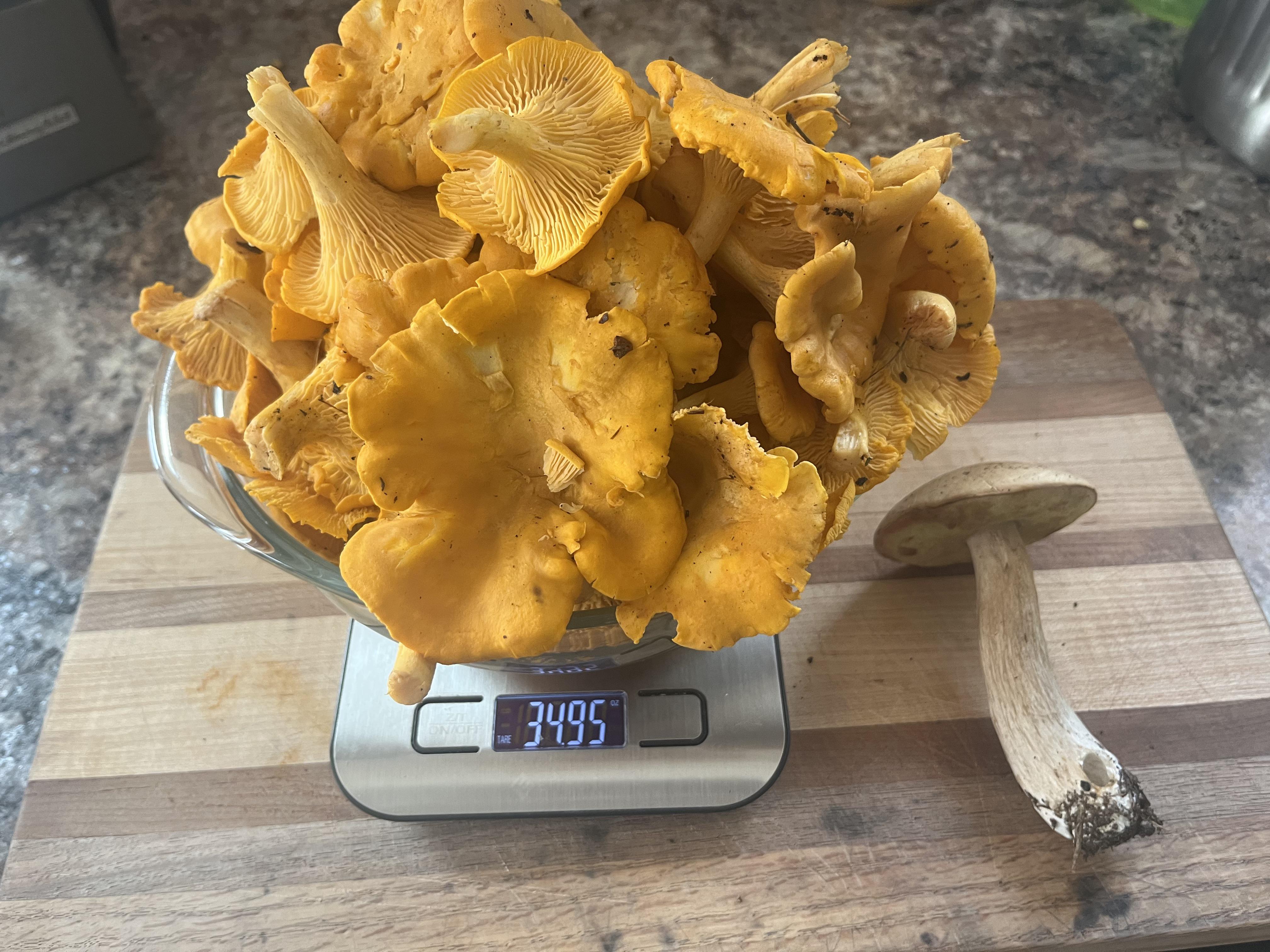 A Vermont, USA harvest. Golden chanterelles and porcini. r/mycology