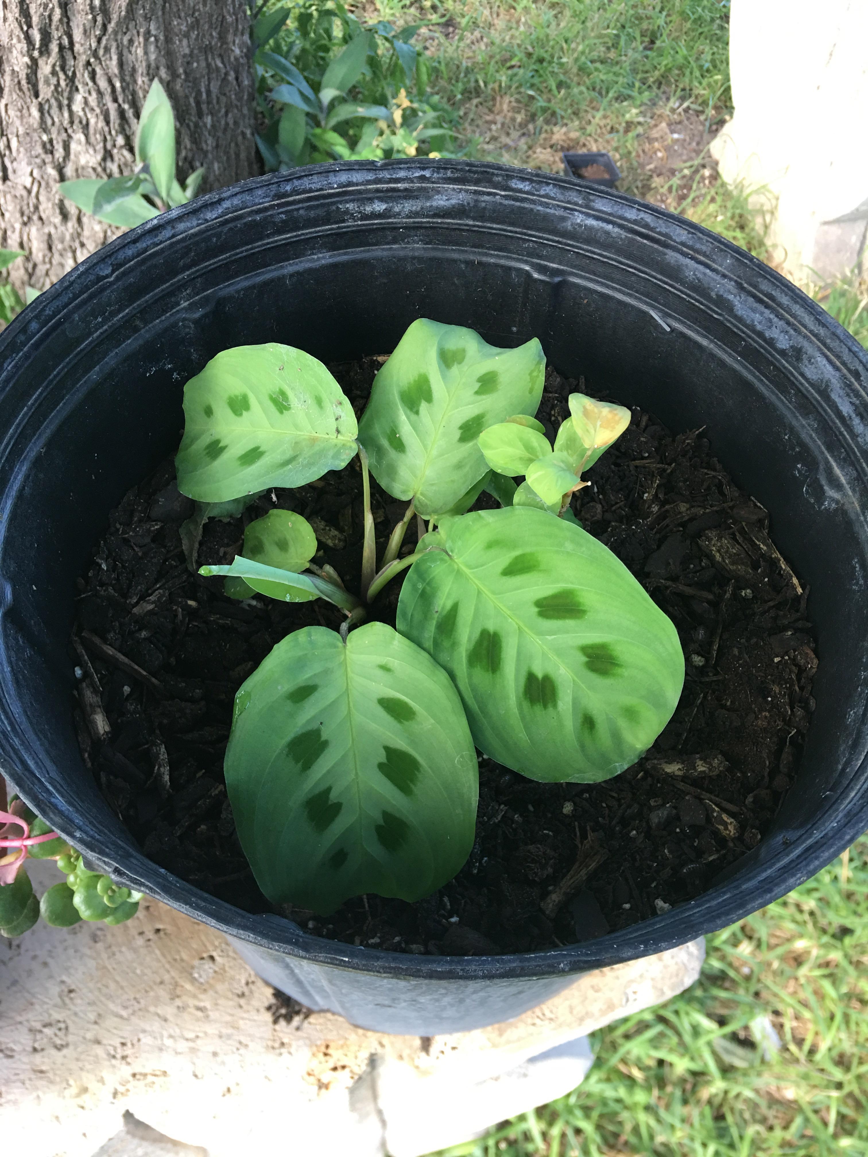 My prayer plant that is coming back to life. It almost died after a