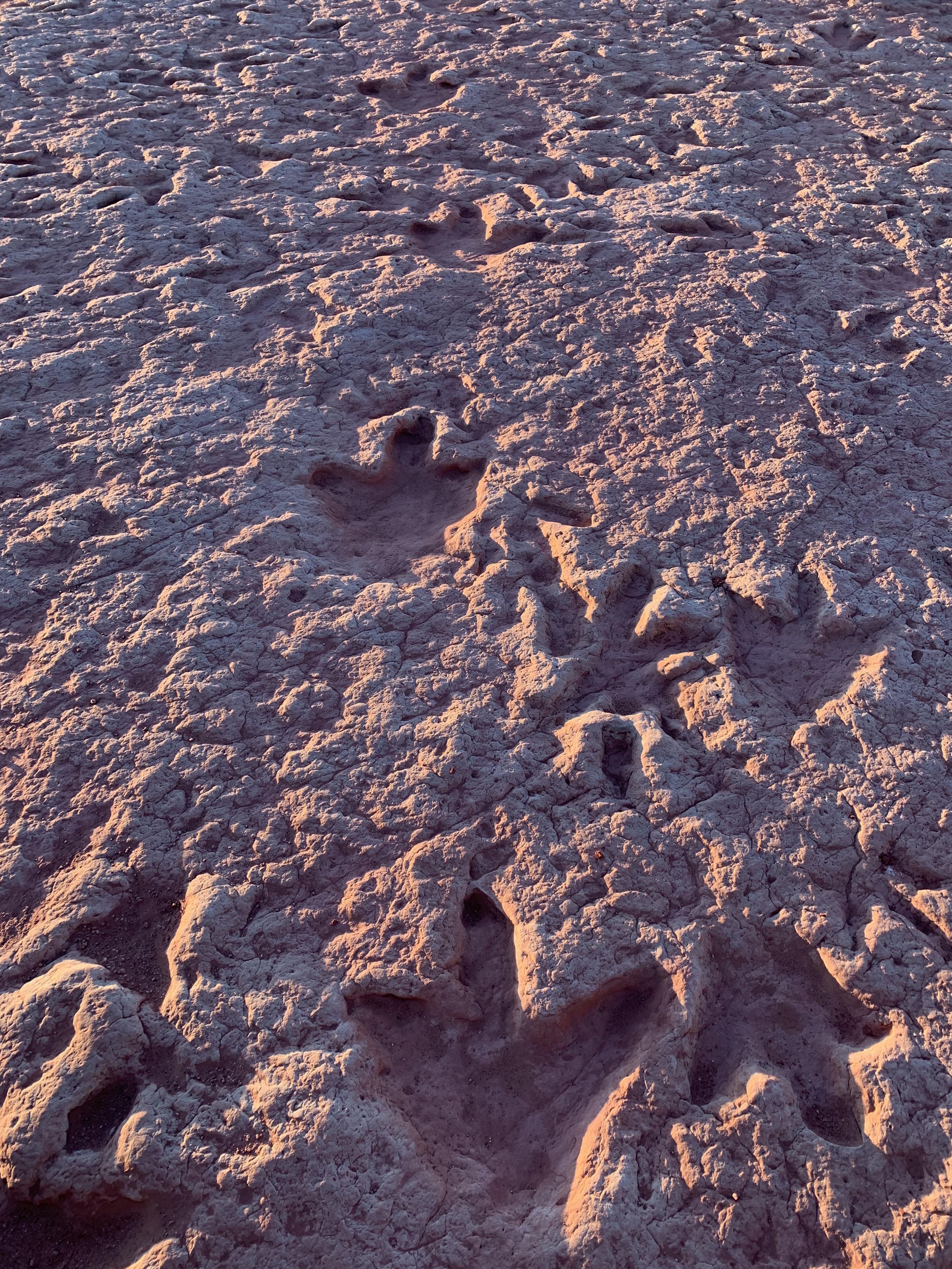 Dinosaur tracks near Tuba City, AZ r/Naturewasmetal