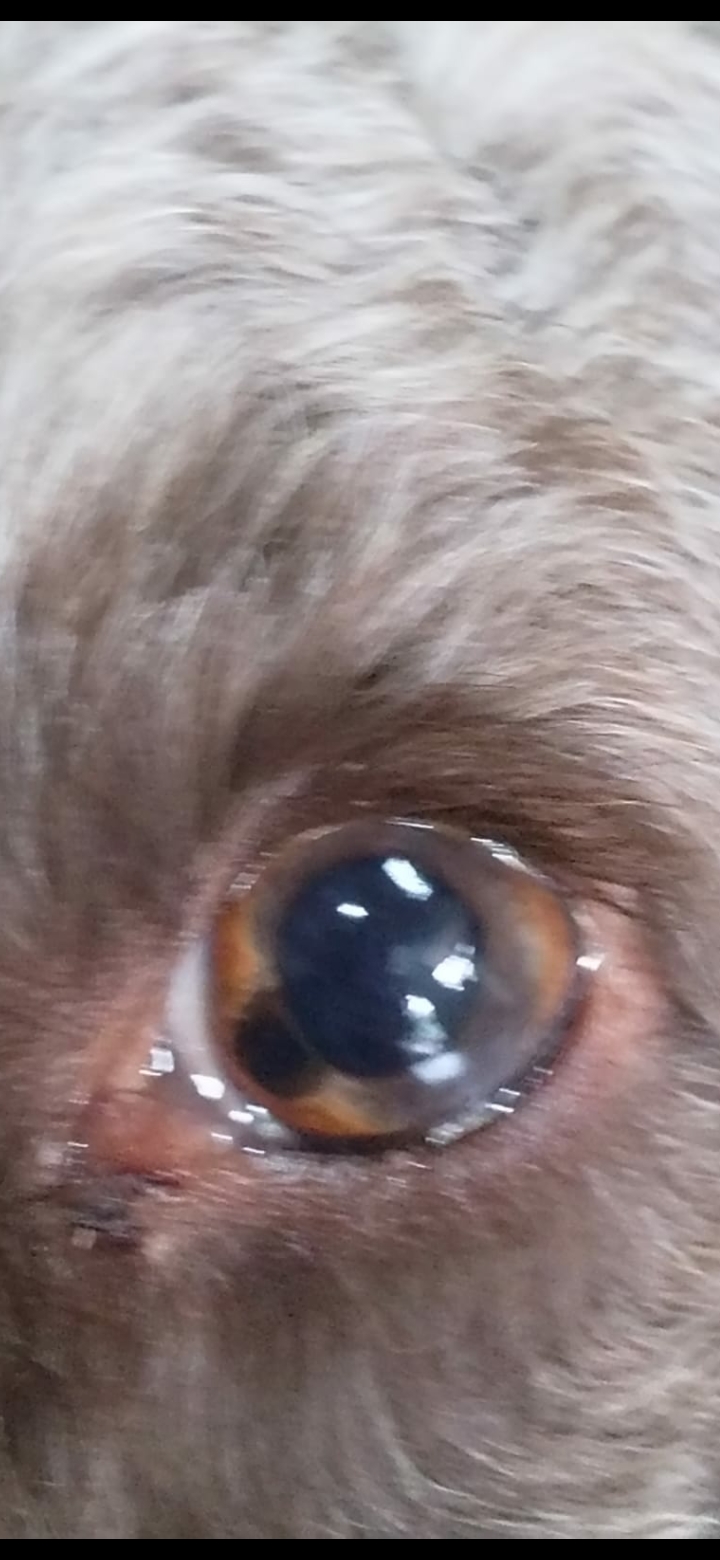 My dog has 2 pupils in 1 eye r/mildlyinteresting