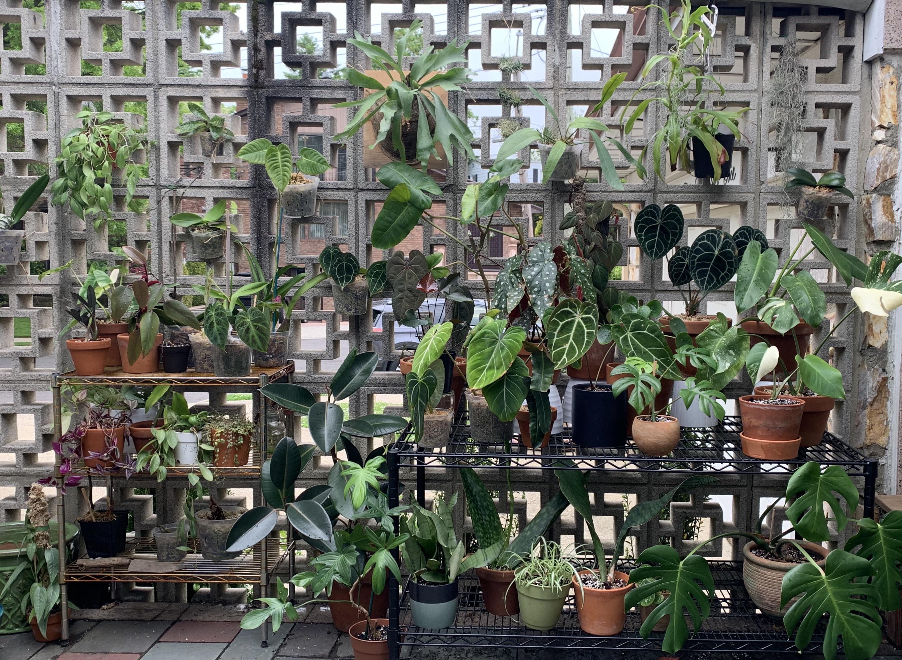 It’s that time of year again. Brought most of my indoor plants outside