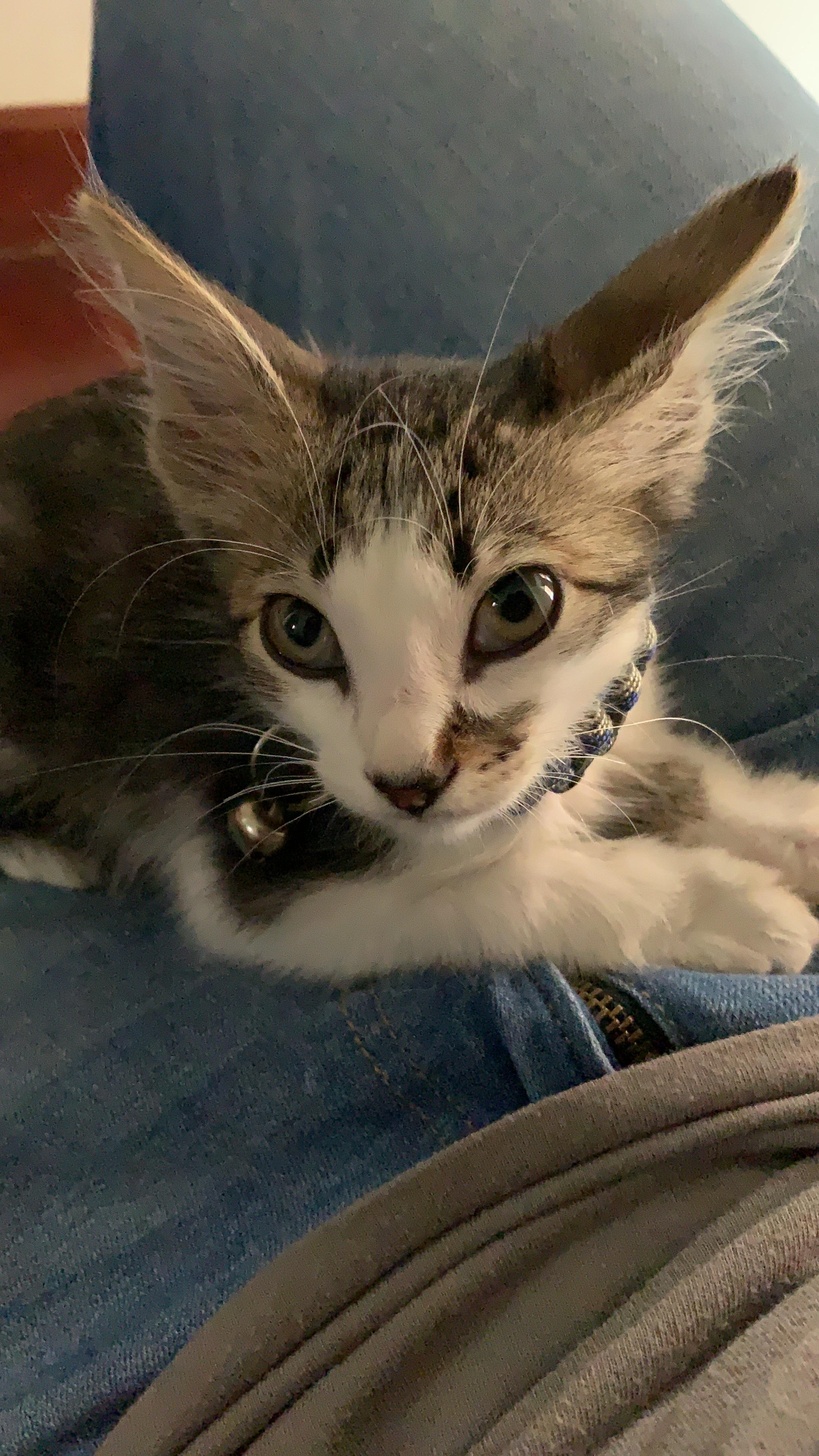 Heard that reddit loves kittens! Please say hello to Bandit! r/cats