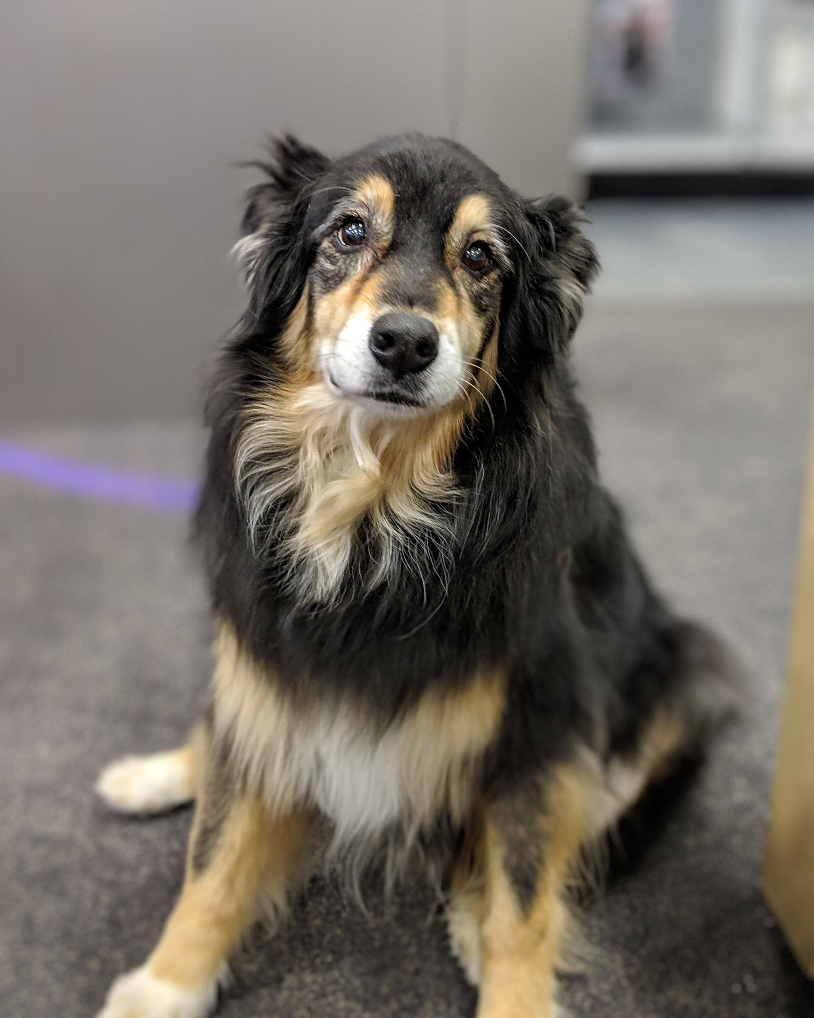 I work at Best Buy and this beautiful dog came through the store today