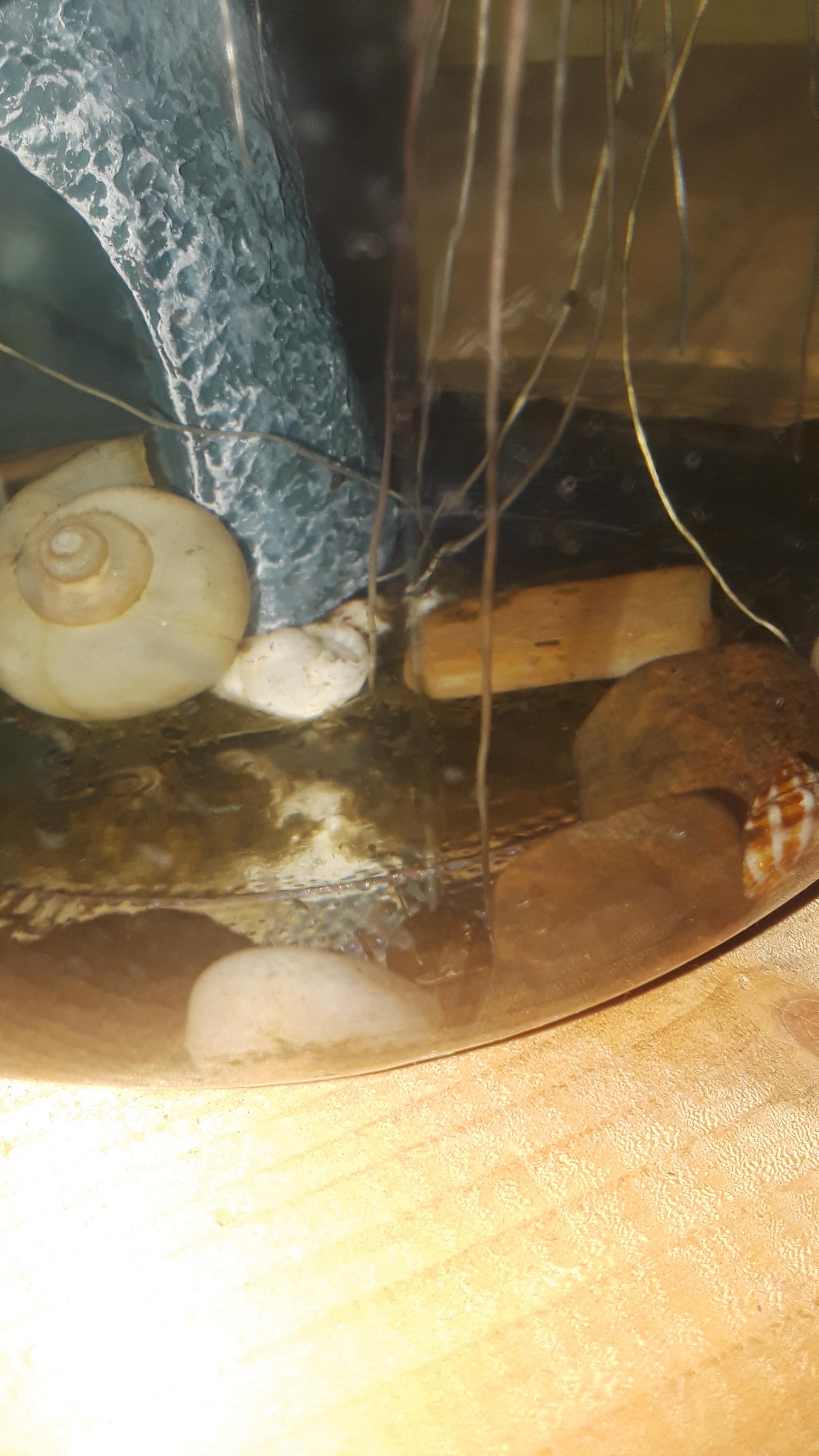 So I wanna clean my snail tank but they just had baby's and I can