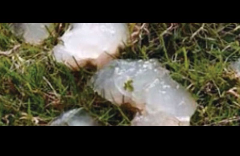 August of 1994 mysterious gelatinous blobs rained down on parts of