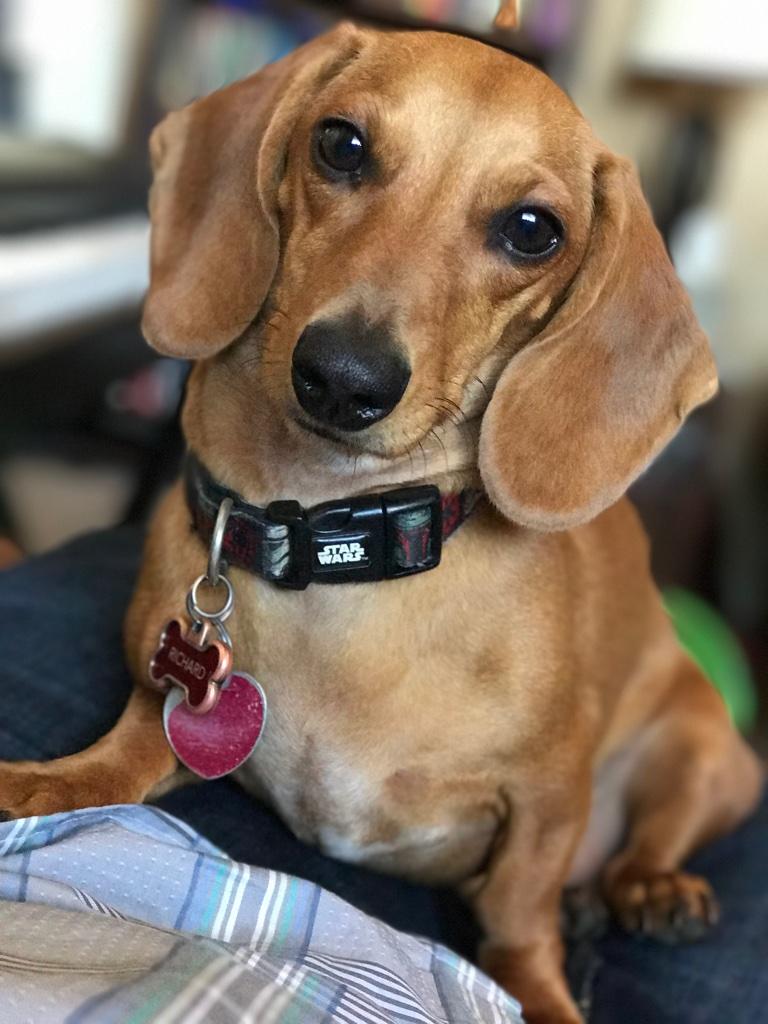 My dog Richard redditgetsdrawn