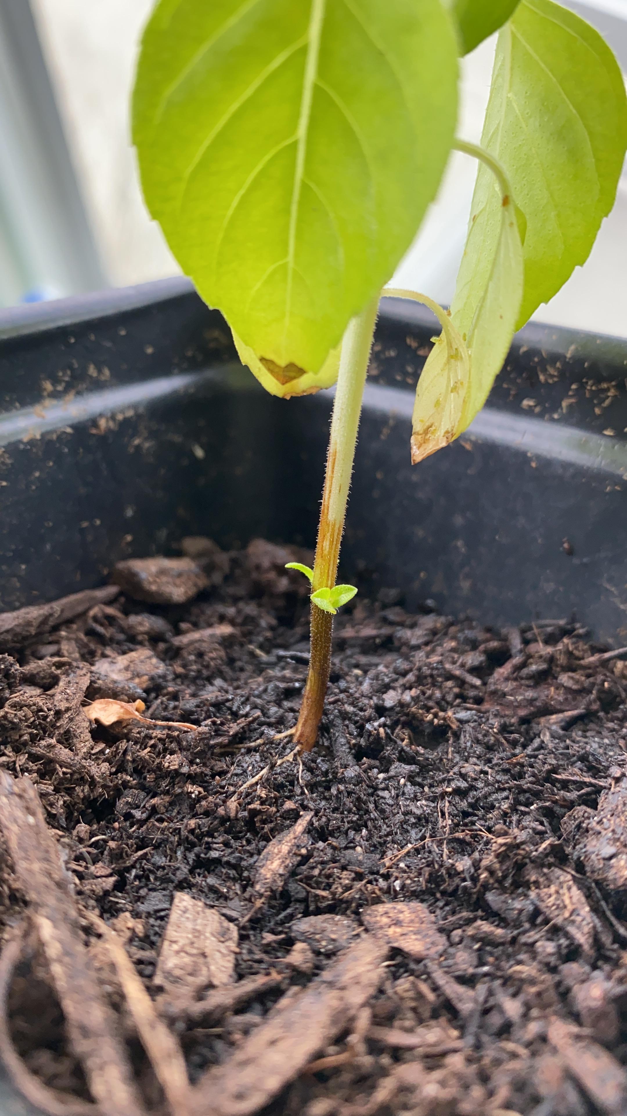 My holy basil’s stem is turning brown what should i do! I love this