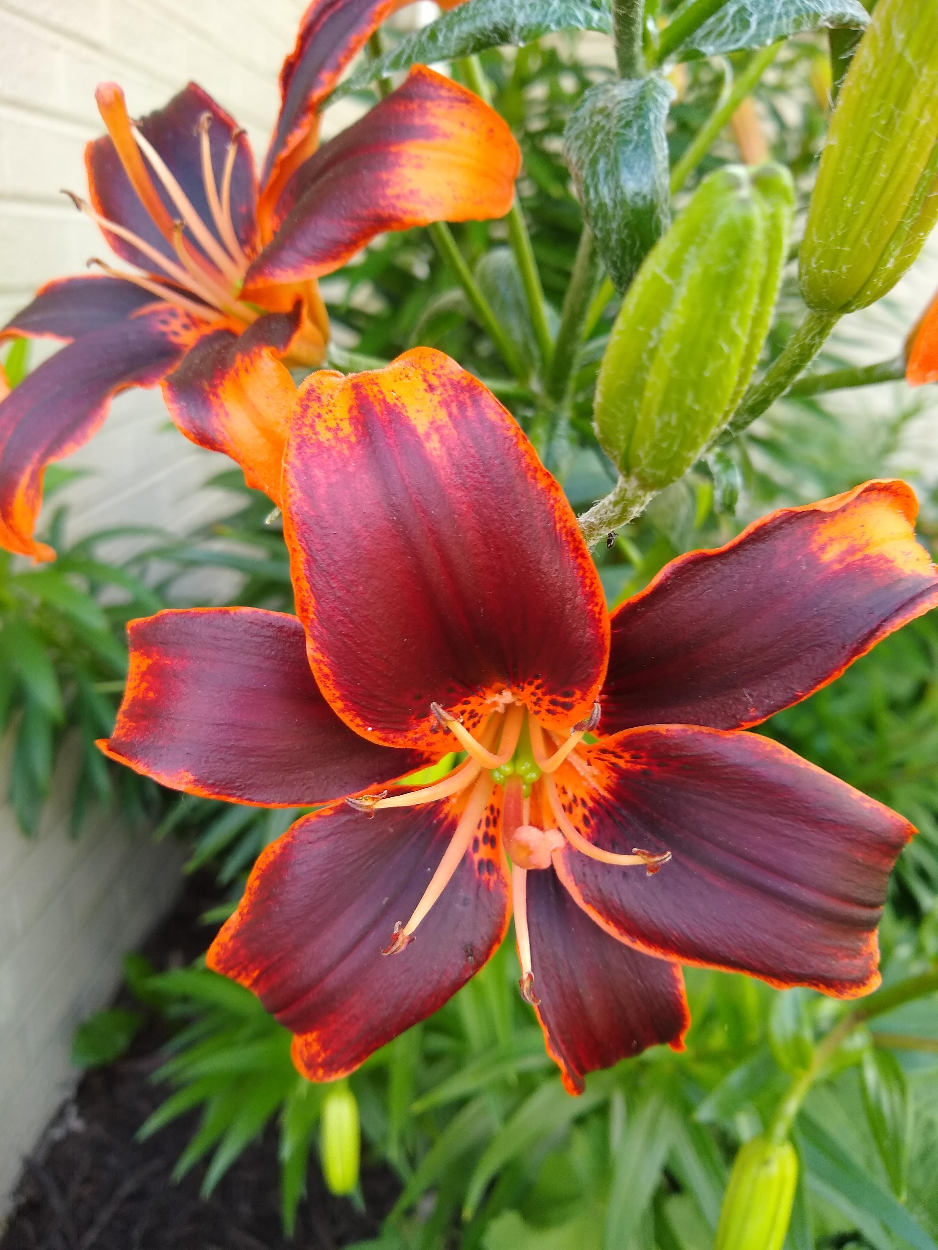 Lilies in bloom💚 r/gardening