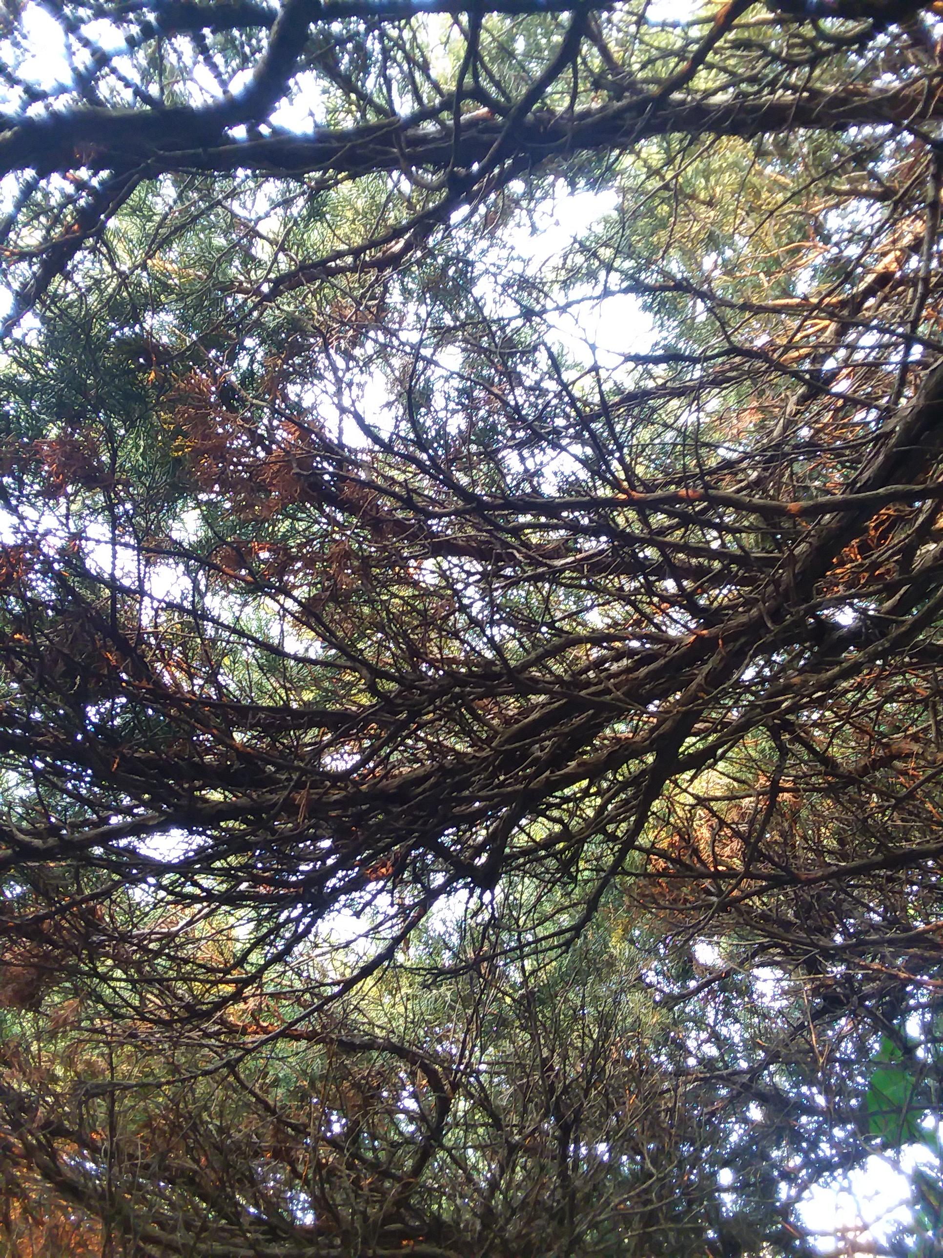 The Canopy above my camping site in Colfax, Iowa. r/vagabond