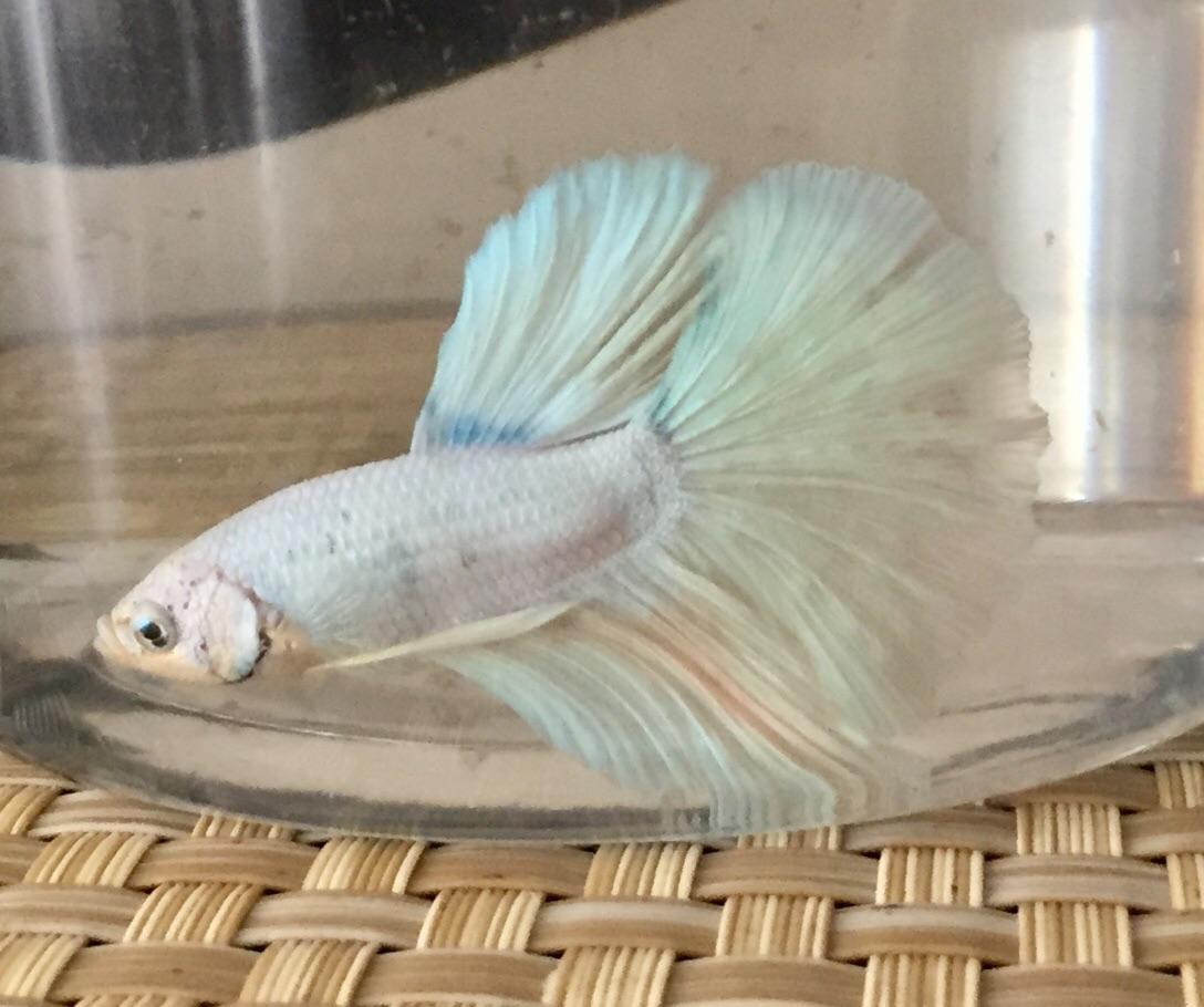 Opal Betta Male White Opal Bettas For Sale Order Online Petco